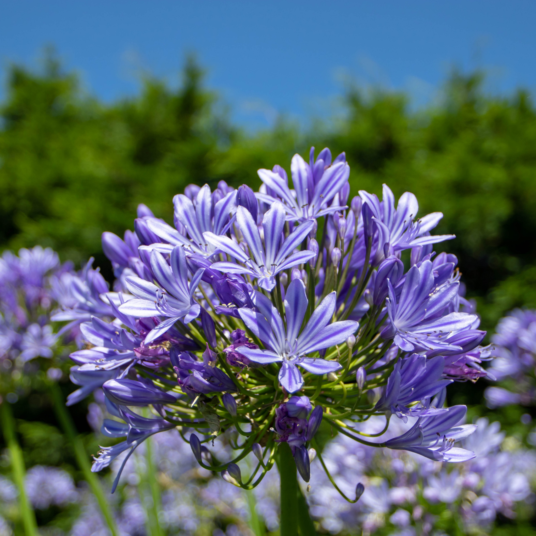 Blue Agapanthus praecox - Lily of the Nile, African Lily