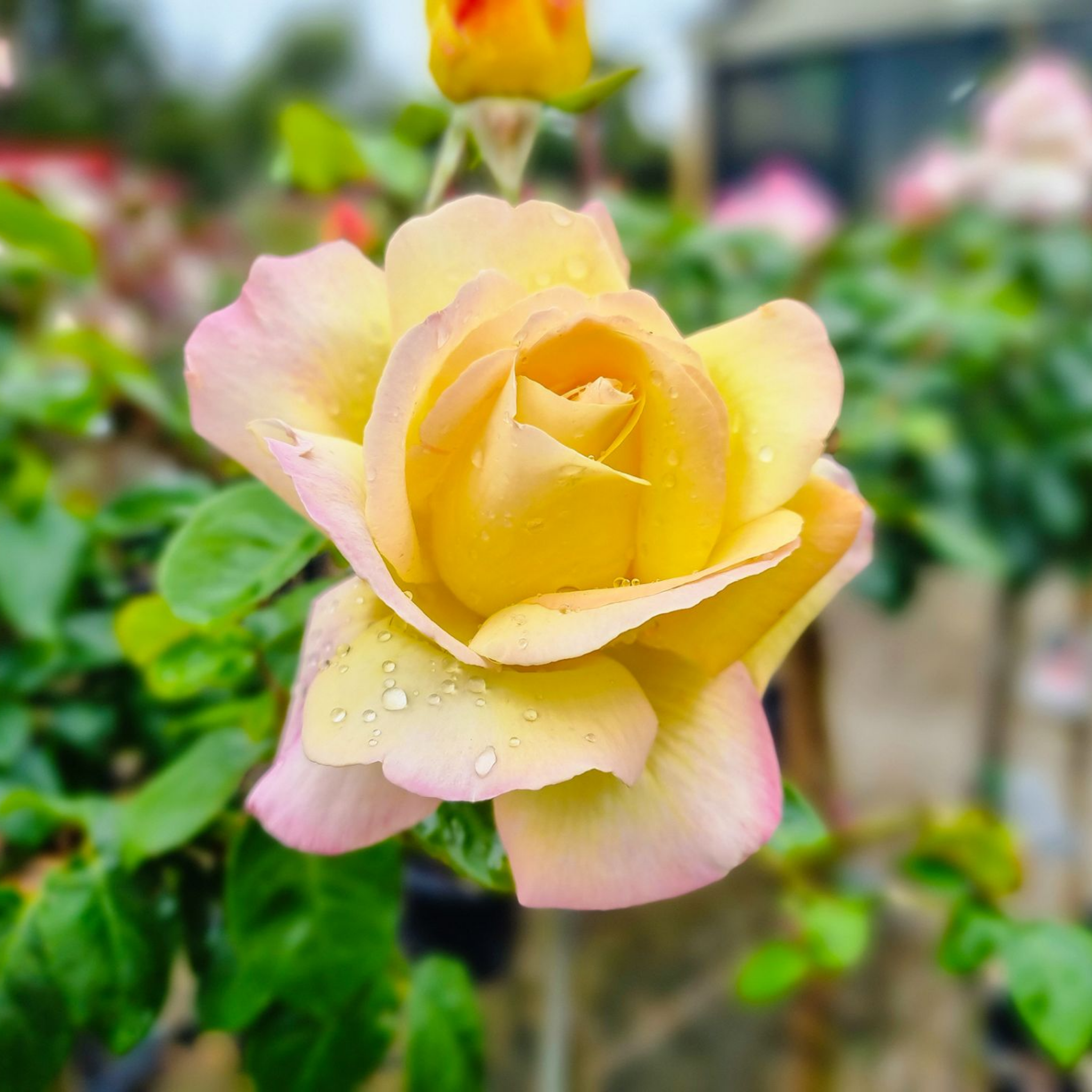 Peace Hybrid Tea Rose - Rosa Peace