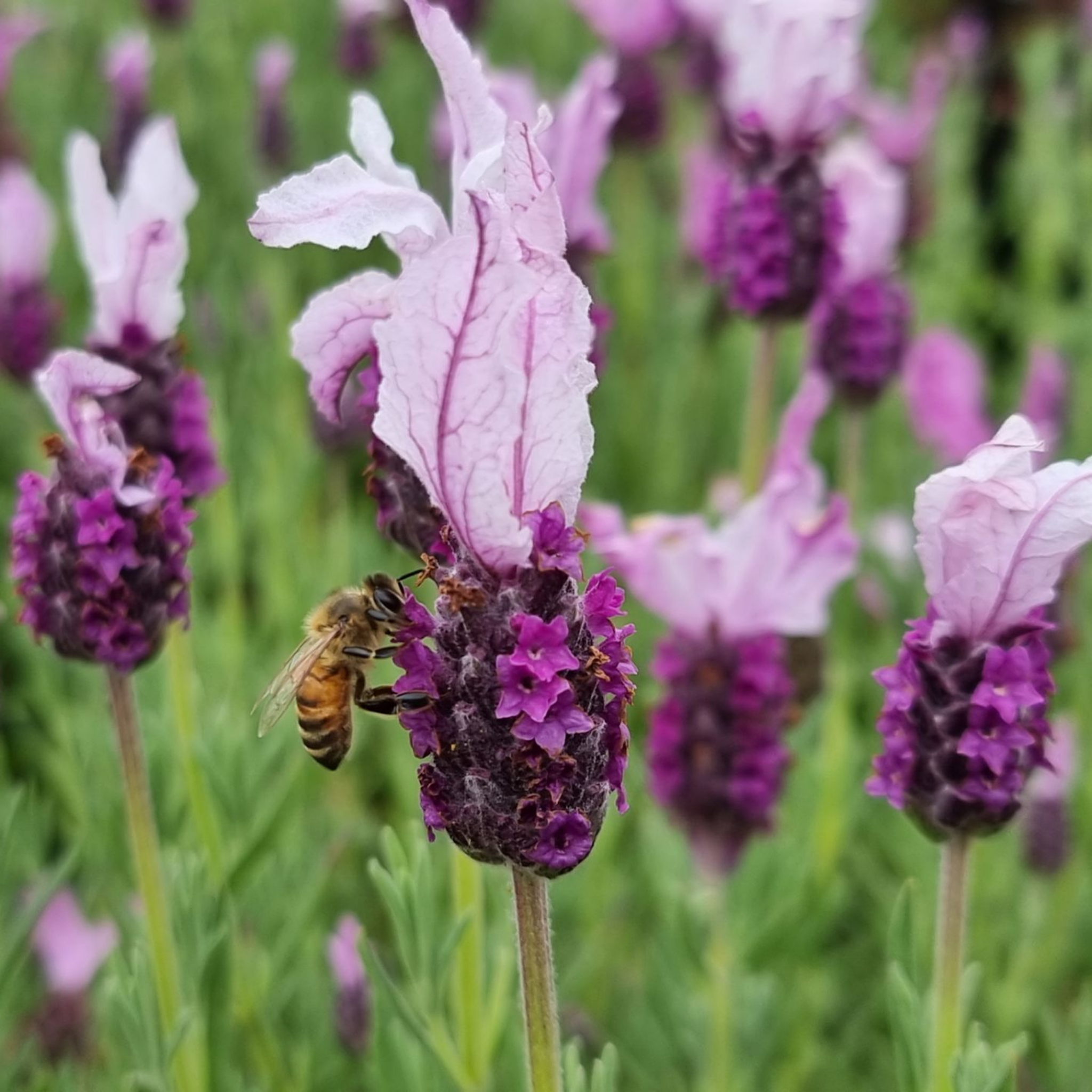 Pink Queen Lavender - Lavandula pedunculata Pink Queen
