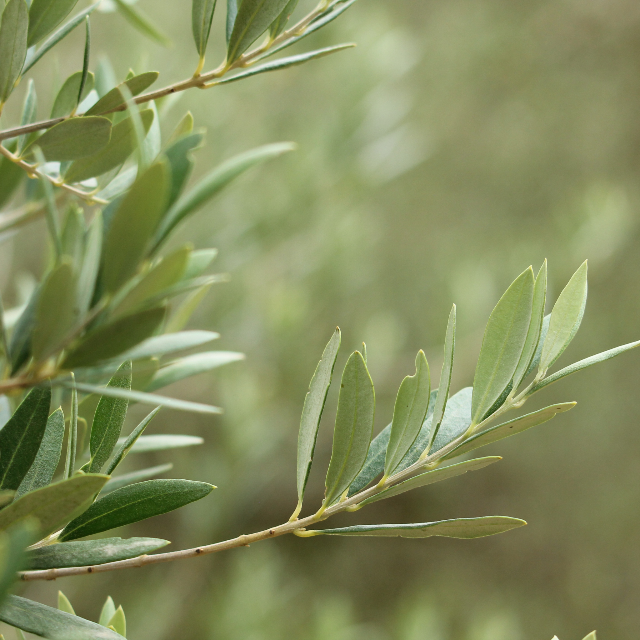 Olive Tolleys Upright - Olea europaea Tolleys Upright