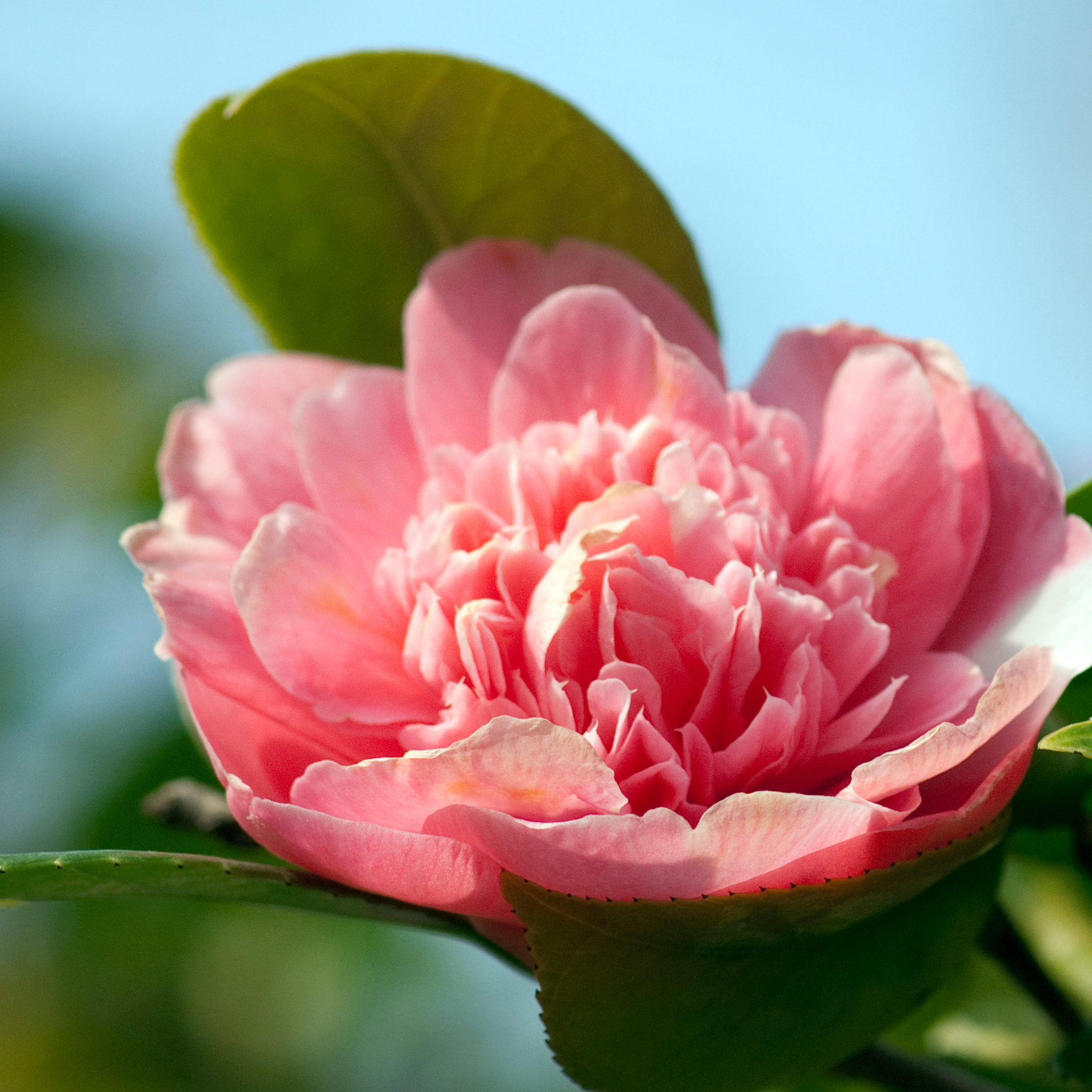 Camellia japonica Assorted