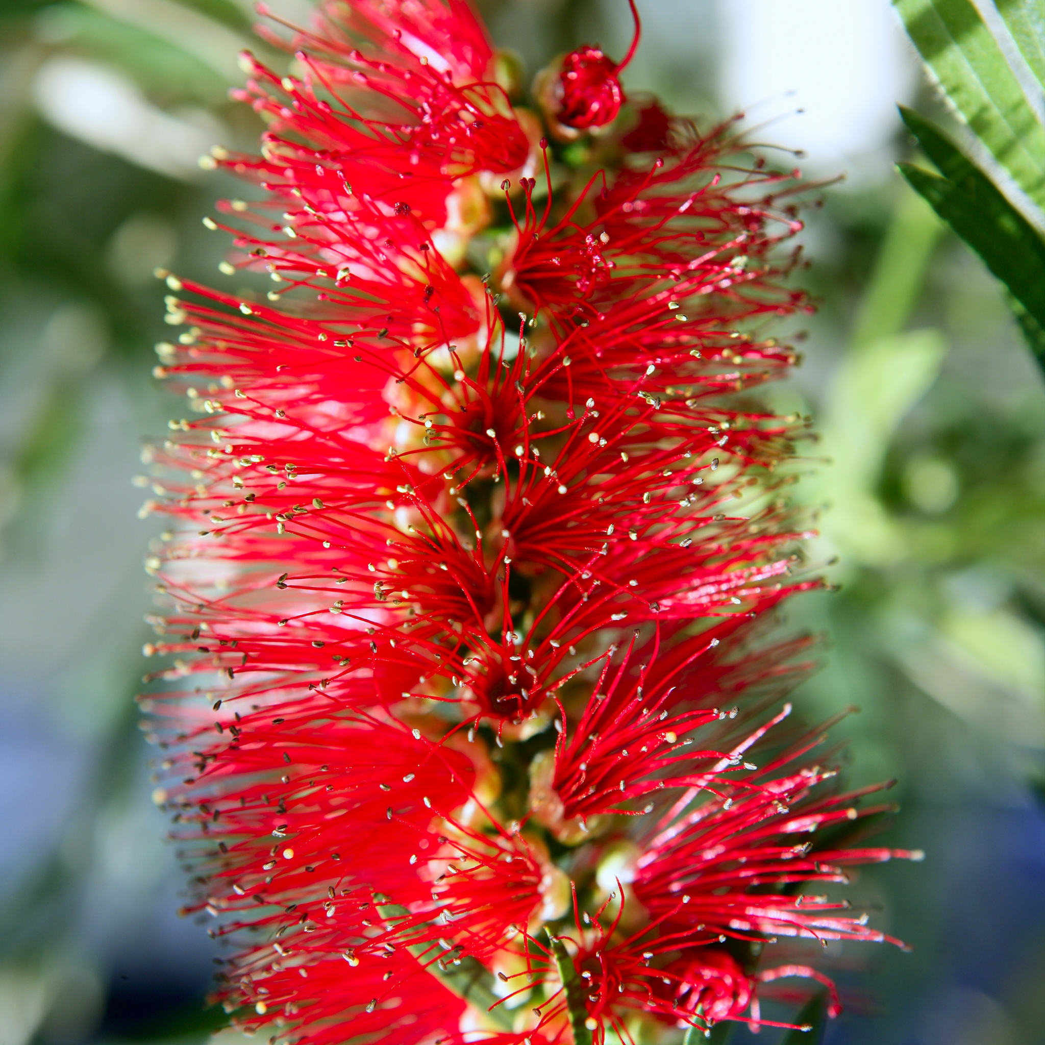 Weeping Bottlebrush Hannah Ray - Callistemon viminalis 'Hannah Ray'