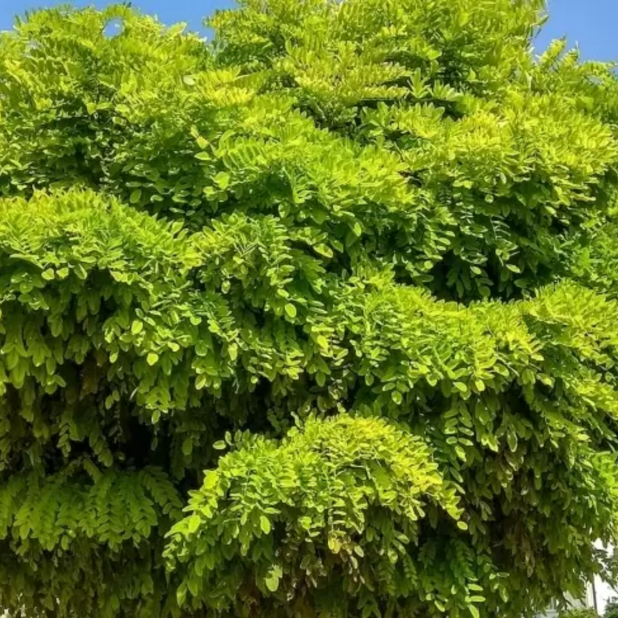 Close-up of a dense green bush with a clear blue sky background