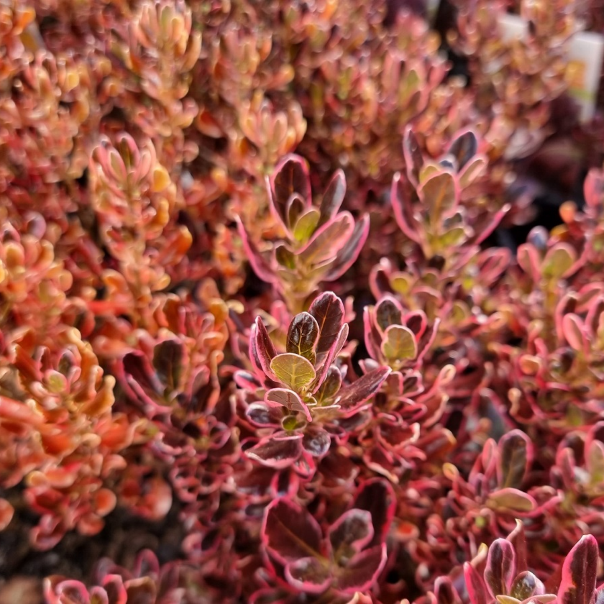 Mirror Bush Pacific Sunrise - Coprosma repens 'Pacific Sunrise'