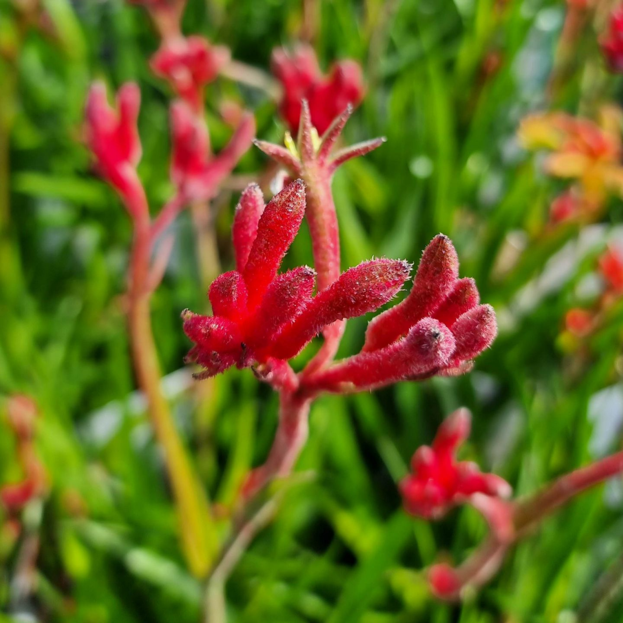 Bush Gems Kangaroo Paw 'Bush Inferno' - Anigozanthos hybrida