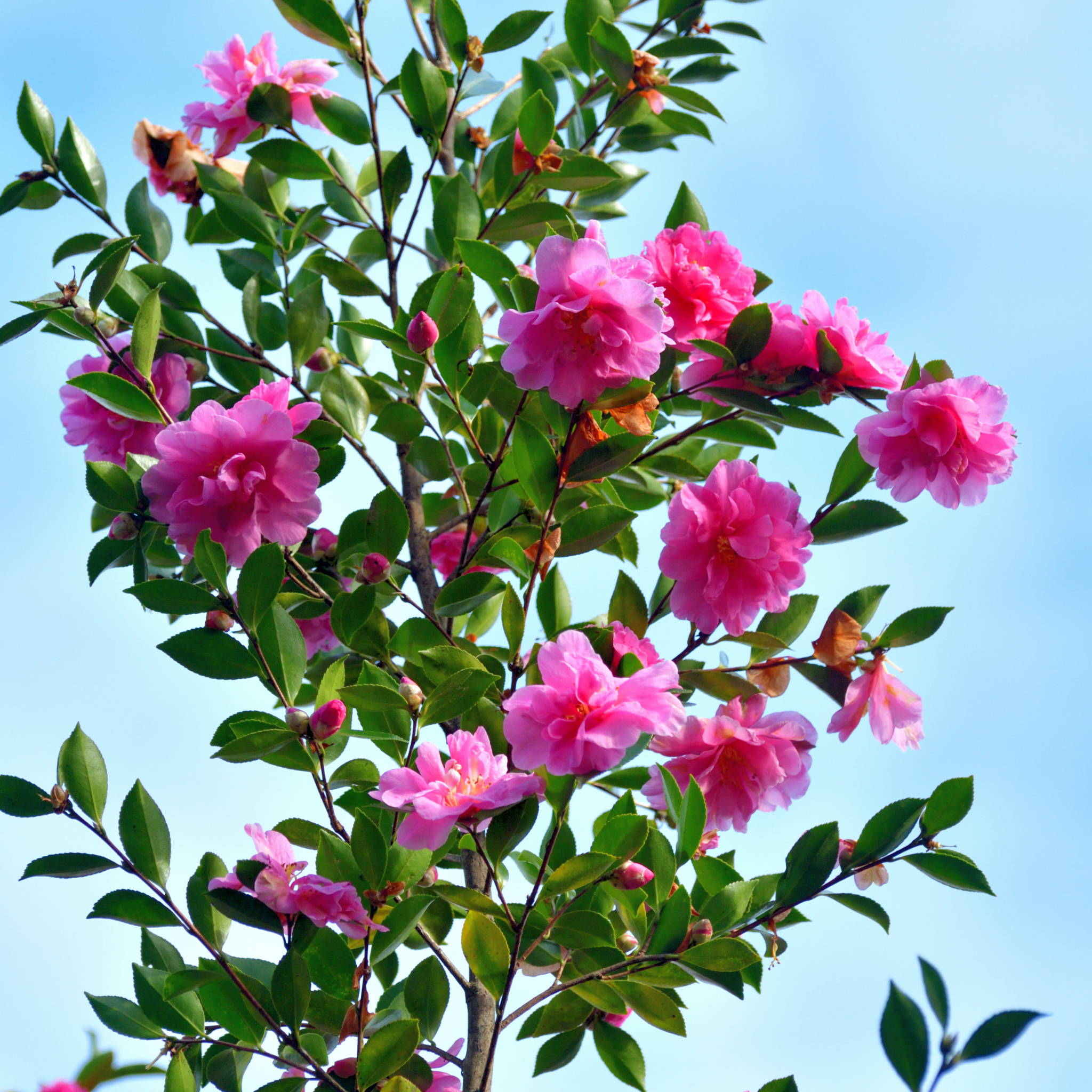 Camellia With Love - Camellia sasanqua 'With Love'