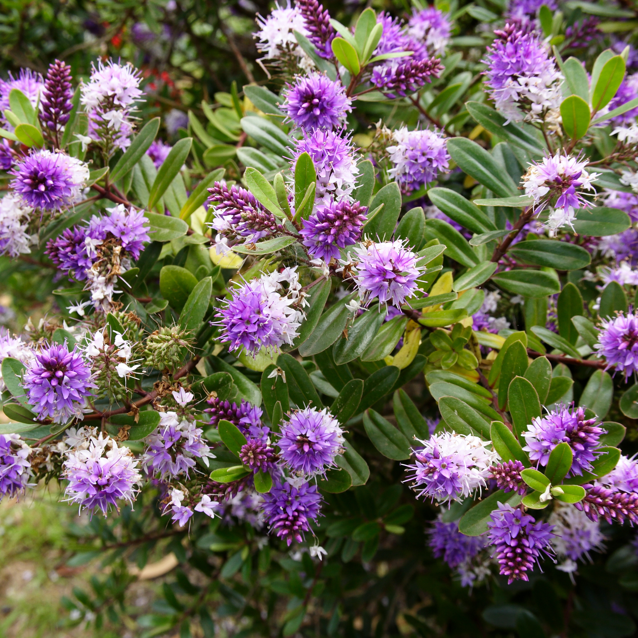 Showy Hebe Inspiration - Hebe speciosa diosmifolia 'Inspiration'
