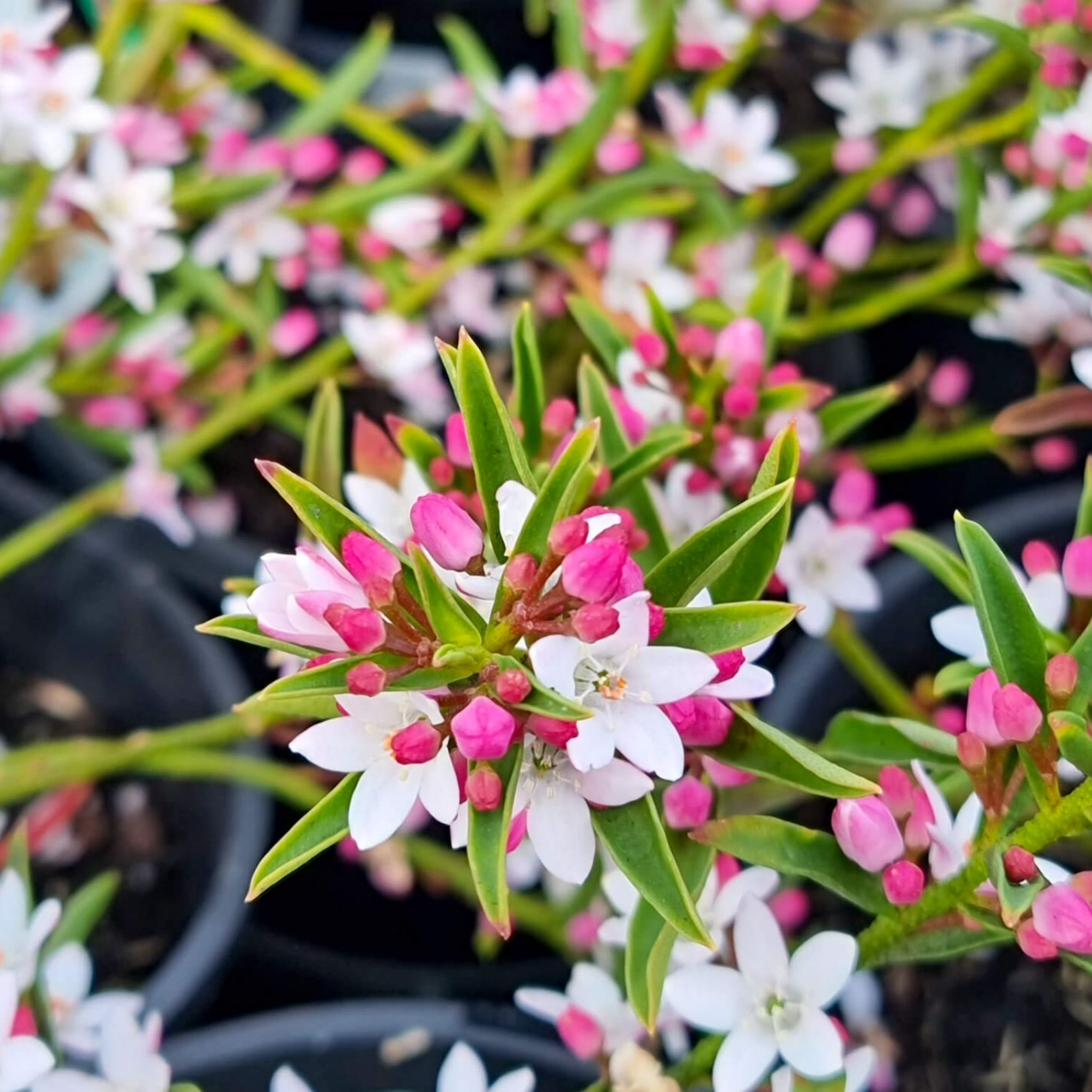 Long Leaf Wax Flower - Philotheca myoporoides Winter Rouge