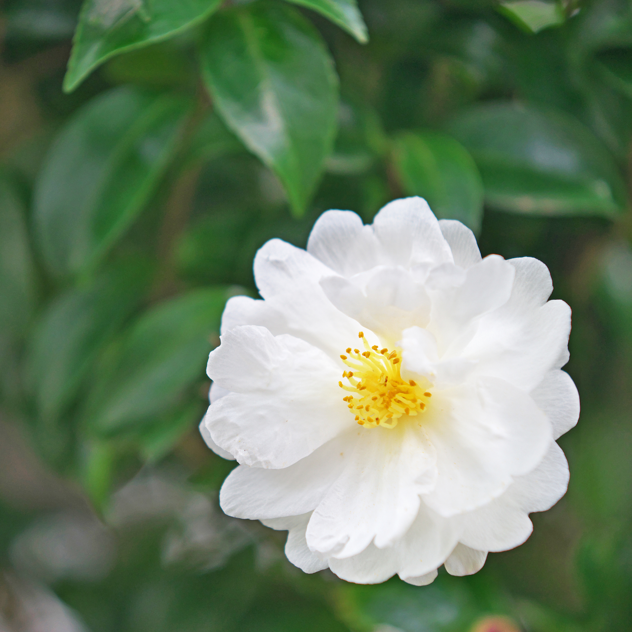 Camellia Asakura - Camellia sasanqua 'Asakura'