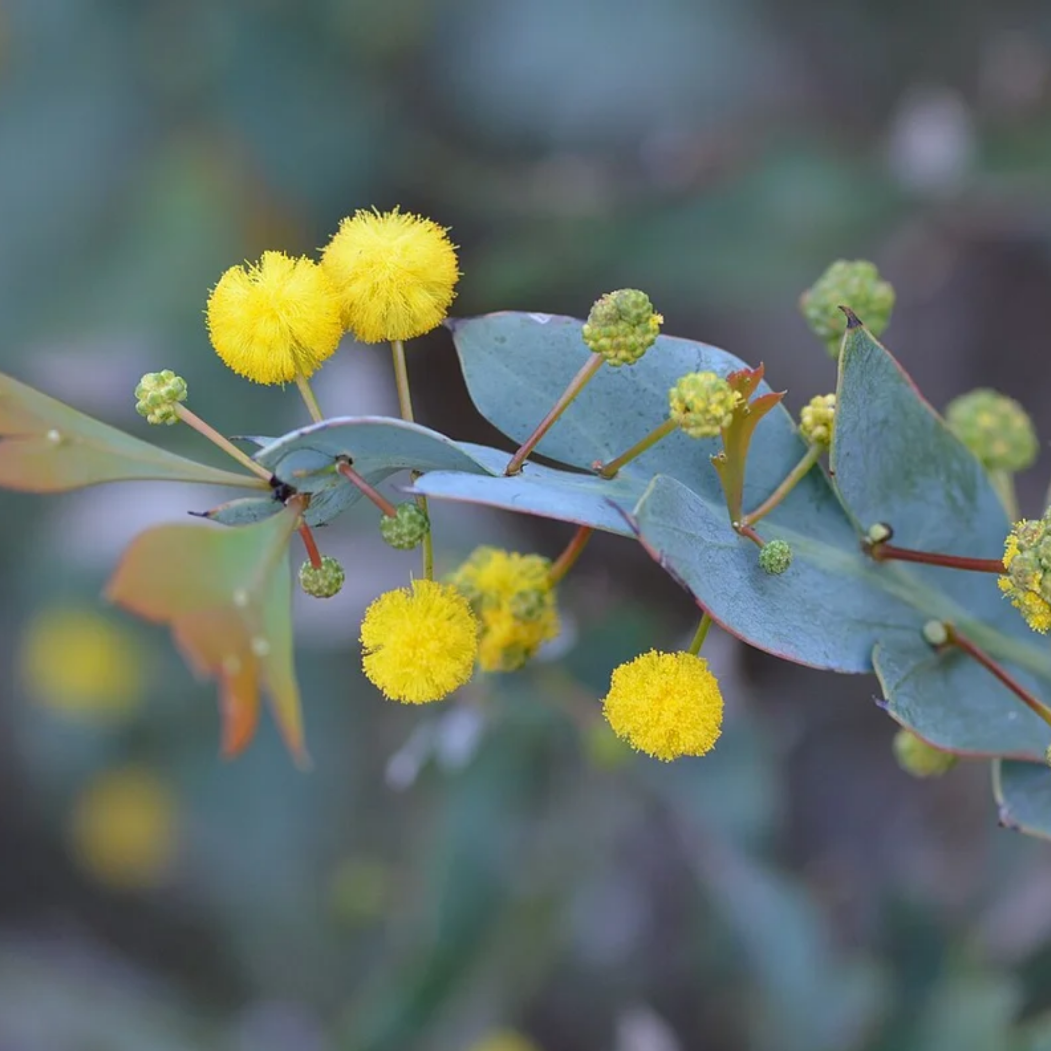 Close-up of yellow flowers and green leaves with a blurred natural background