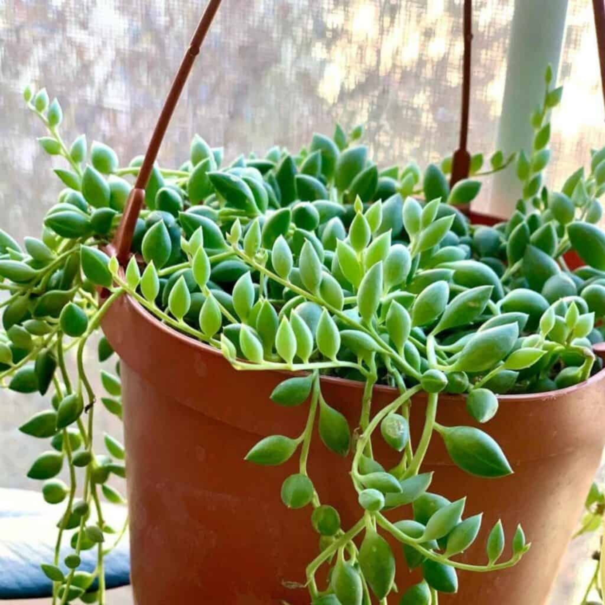 Senecio herrianus Angel Tears - String of Tears