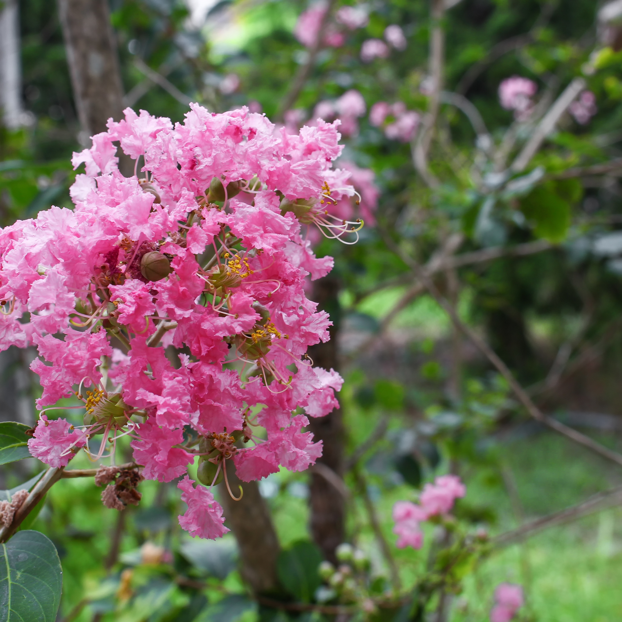 Pink Crepe Myrtle - Lagerstroemia indica fauriei Biloxi