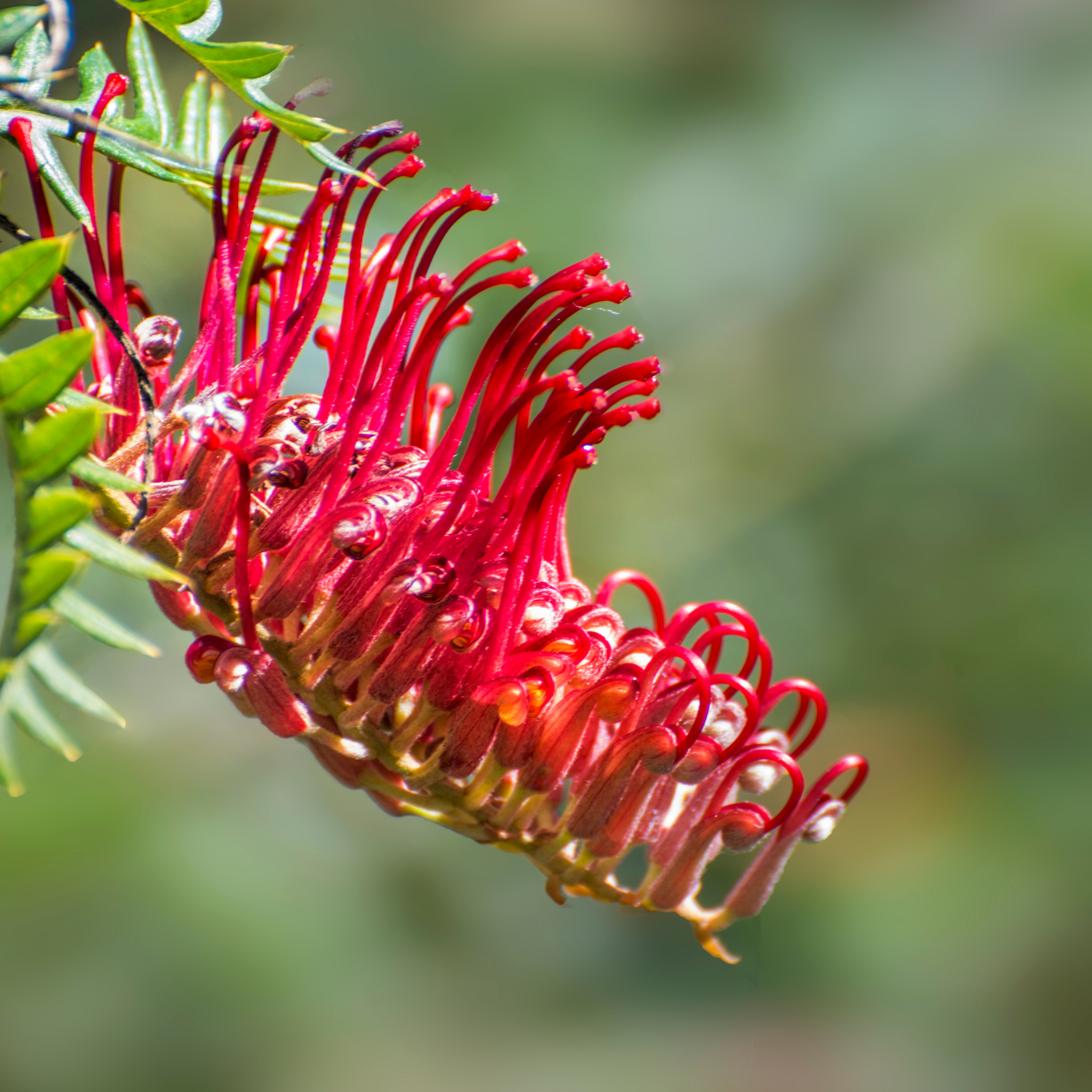 Toothbrush Plant - Grevillea acanthifolia Gaudichaudii