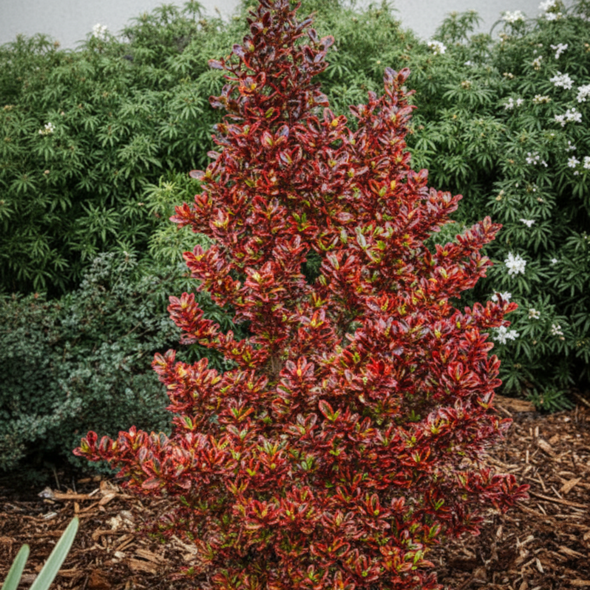 Mirror Bush Ignite - Coprosma repens 'Ignite'