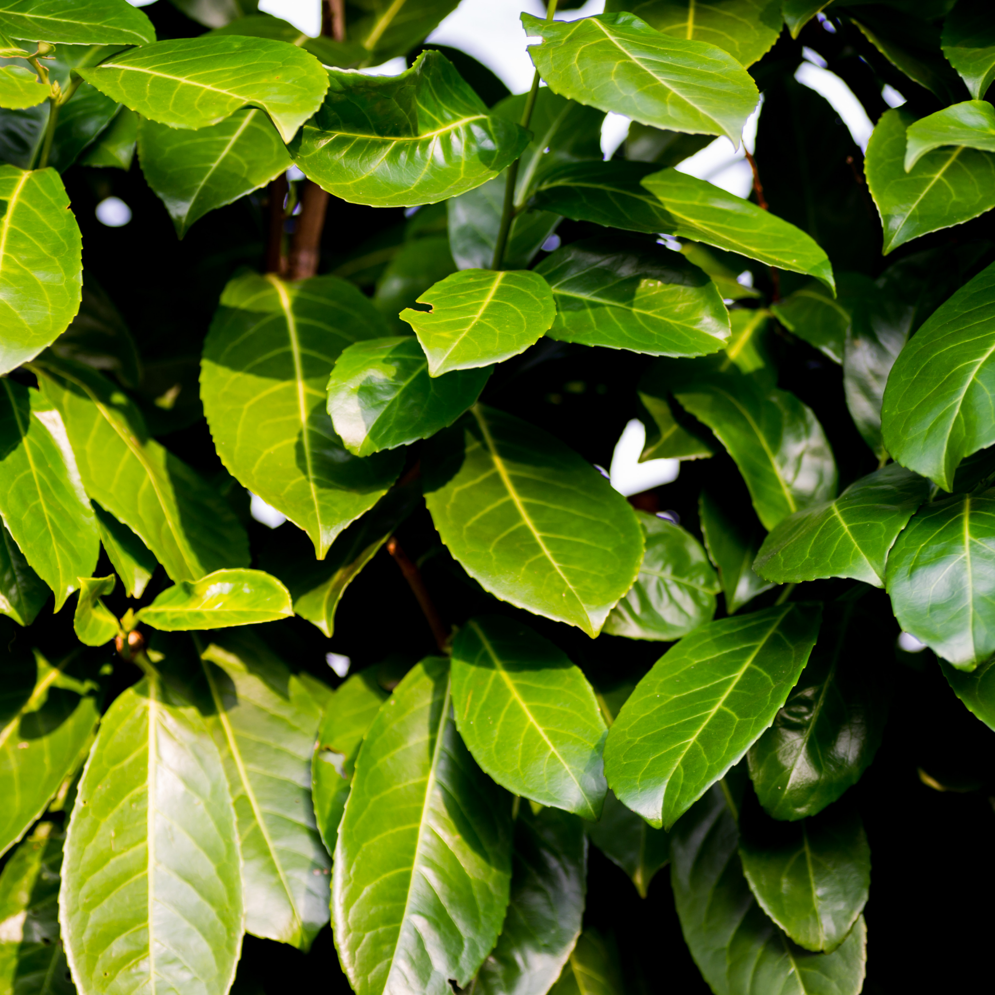 Close-up of green leaves on a tree
