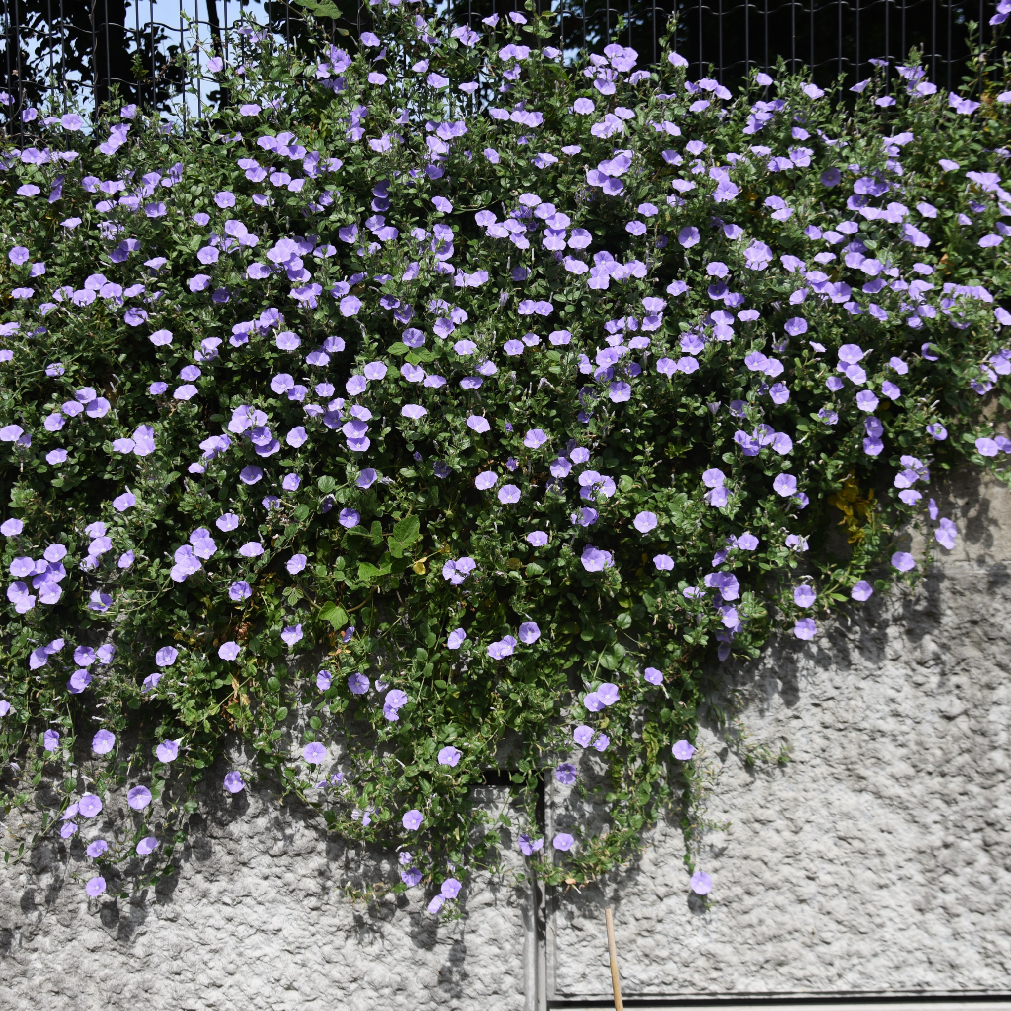 Blue Morning Glory - Convolvulus sabatius