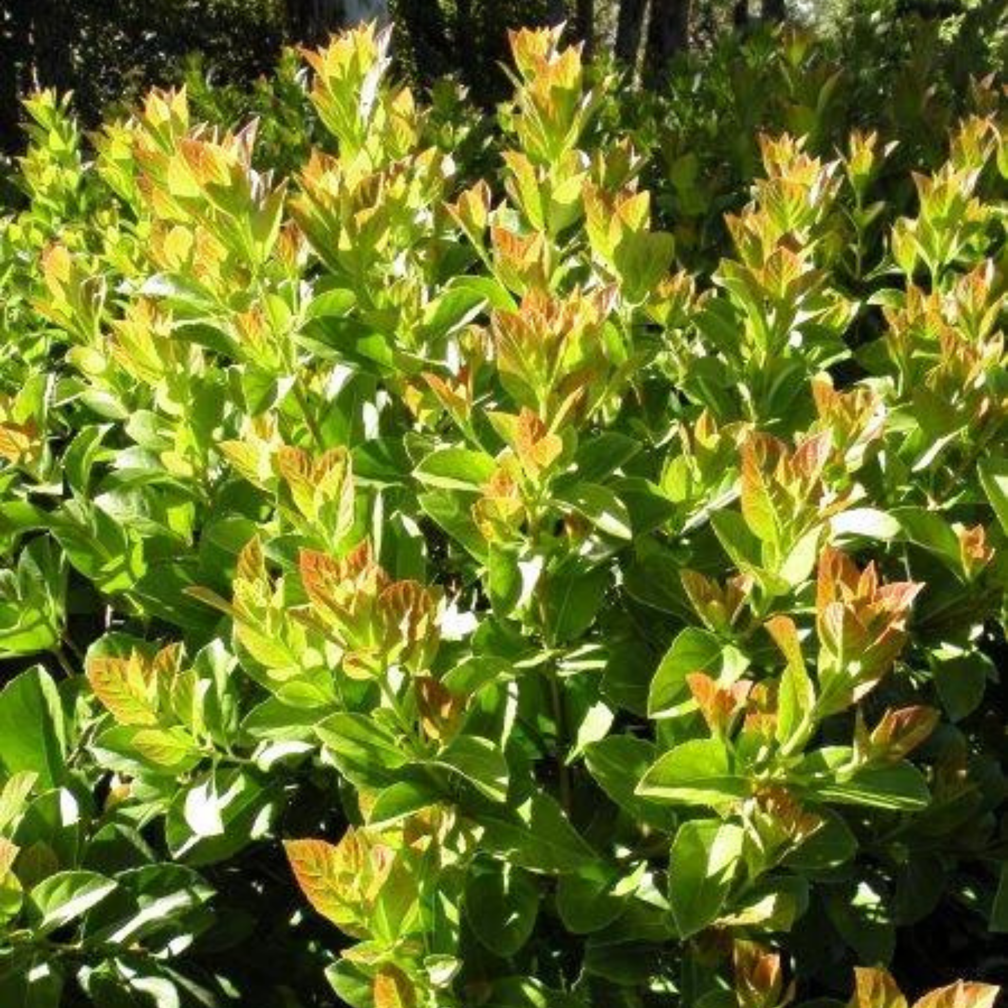 Sweet Viburnum Dense Fence - Viburnum odoratissimum Dense Fence PBR