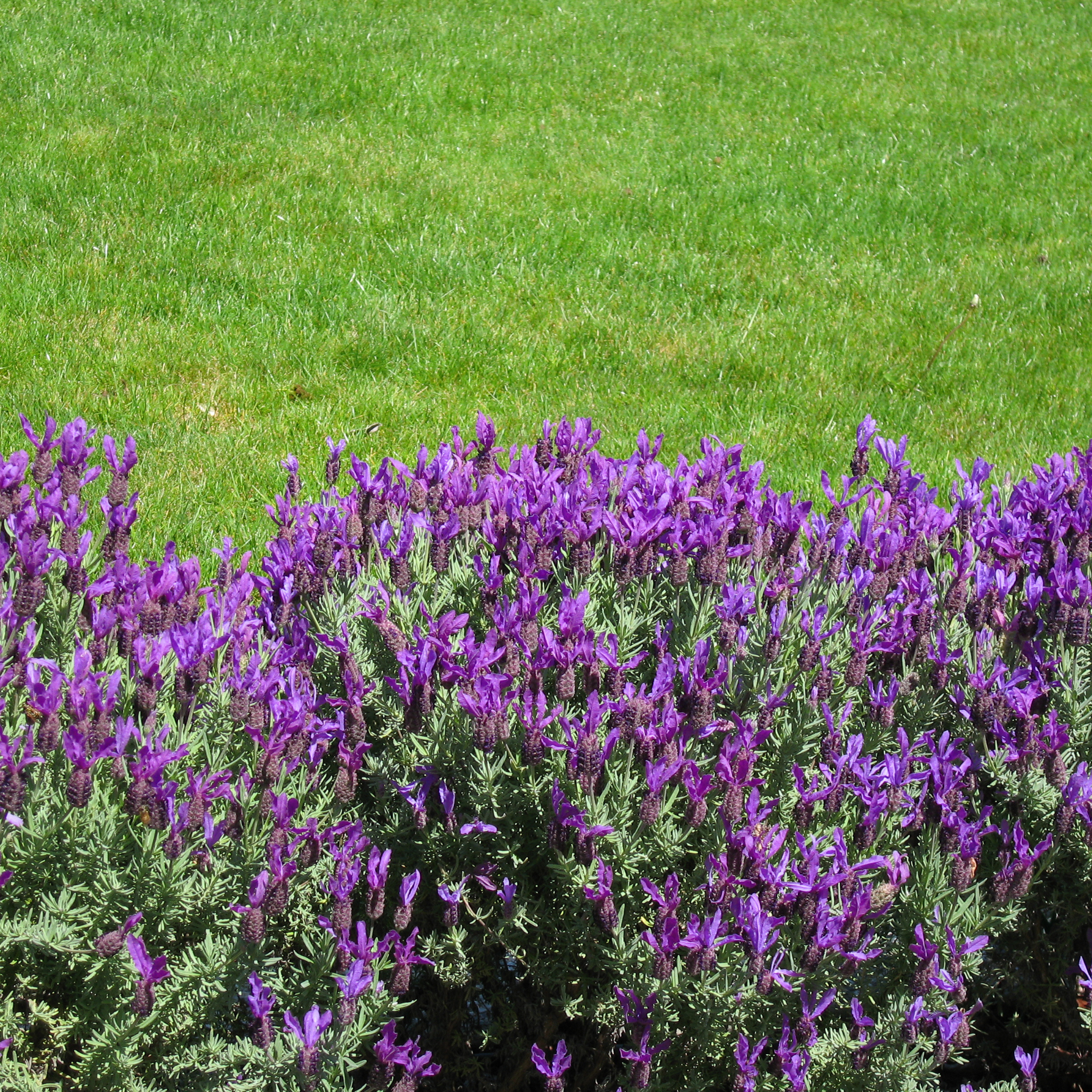 Italian Lavender Javelin Forte Purple - Lavandula stoechas Javelin Forte Purple