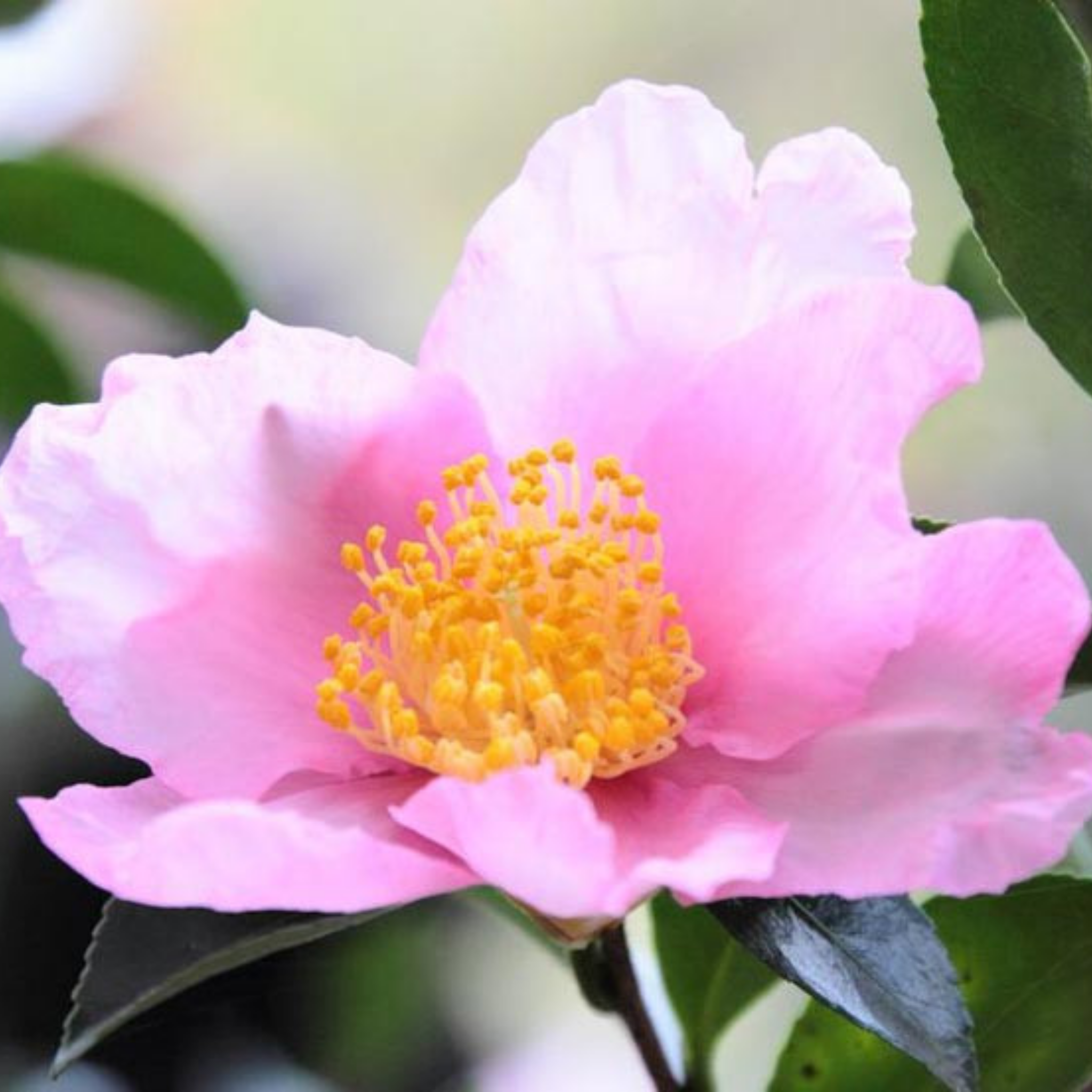 Camellia Plantation Pink - Camellia sasanqua 'Plantation Pink'