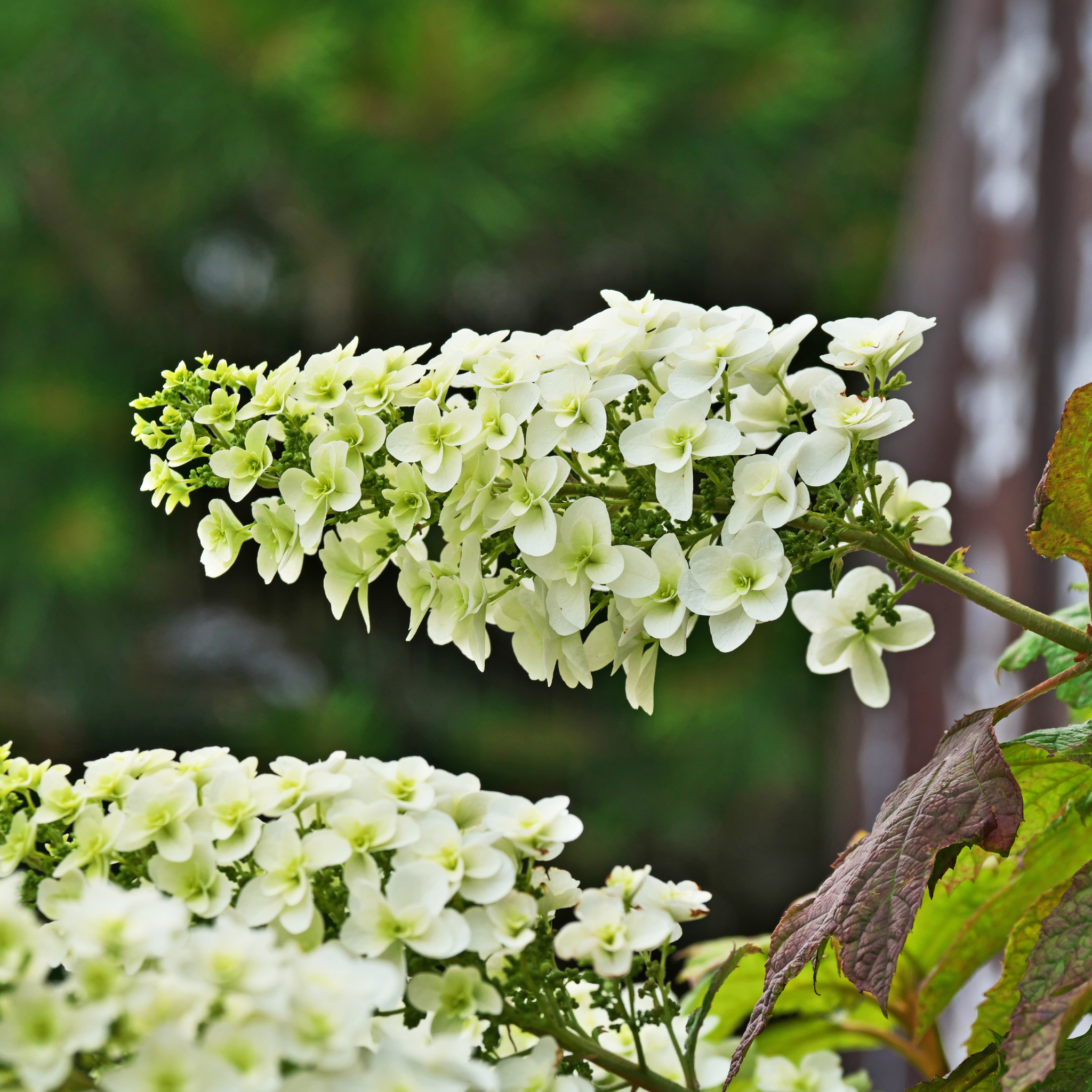 Oakleaf Hydrangea - Hydrangea quercifolia 'Snow Queen'