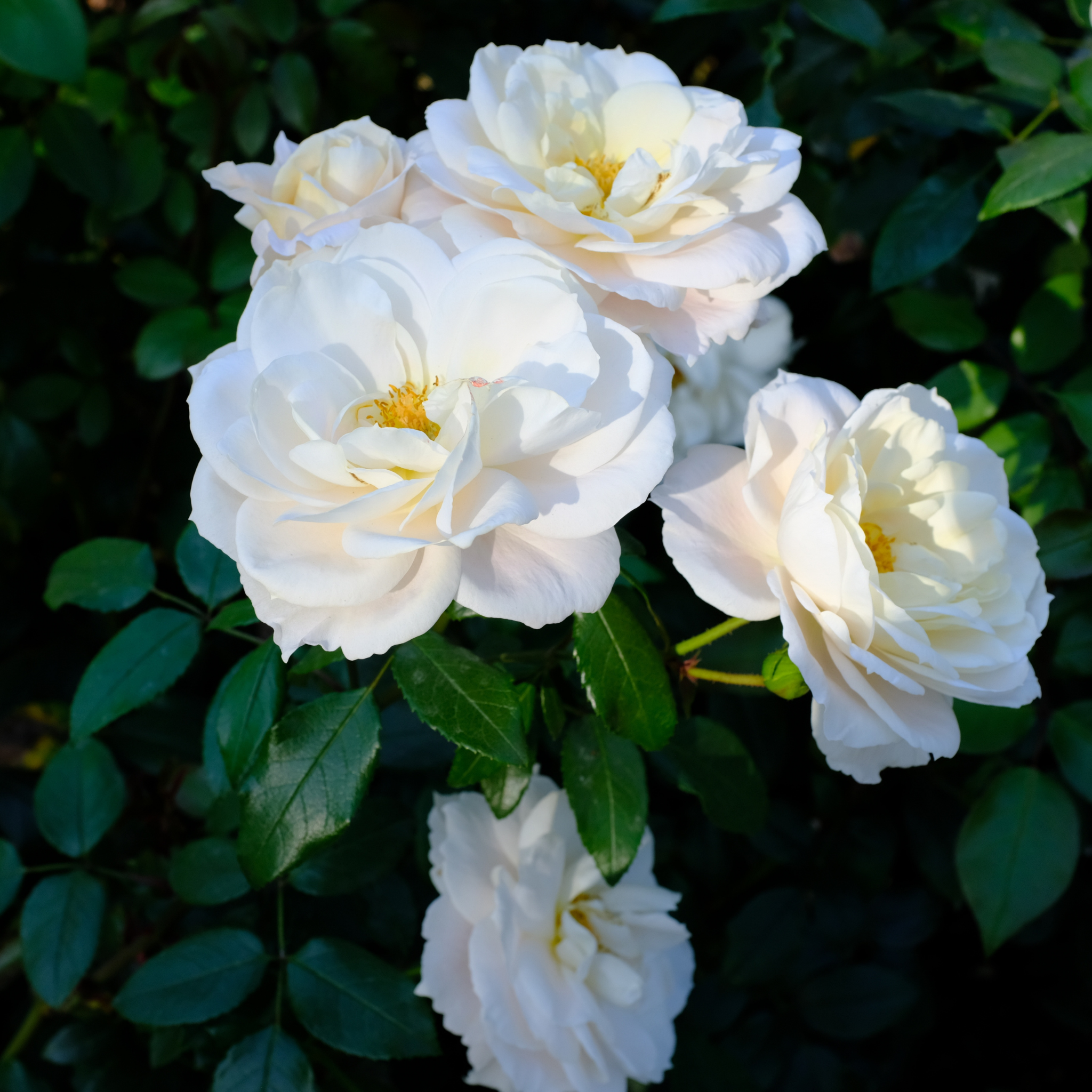 Iceberg Floribunda Rose - Rosa Iceberg
