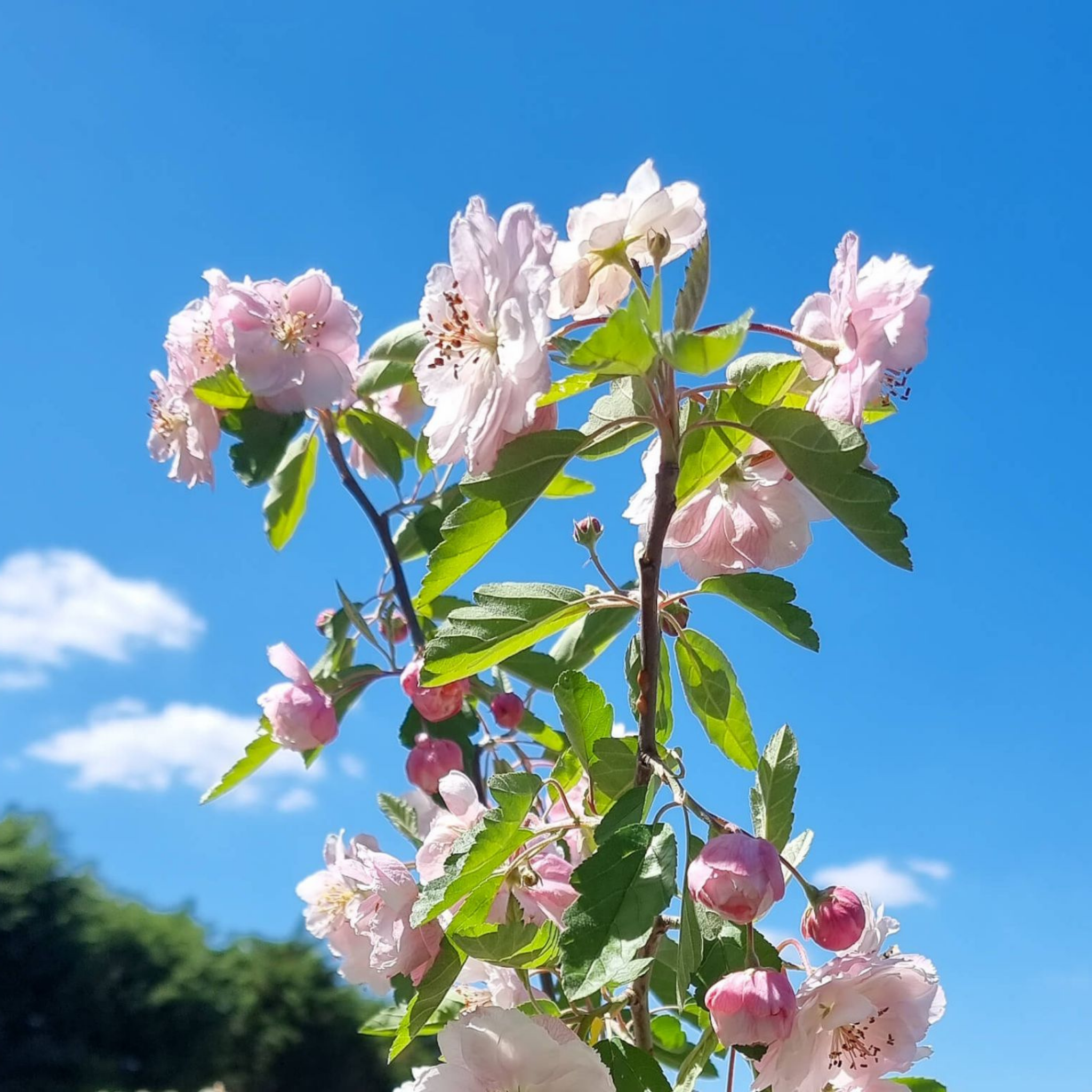 Double Flowering Prairie Crabapple - Malus ioensis Plena
