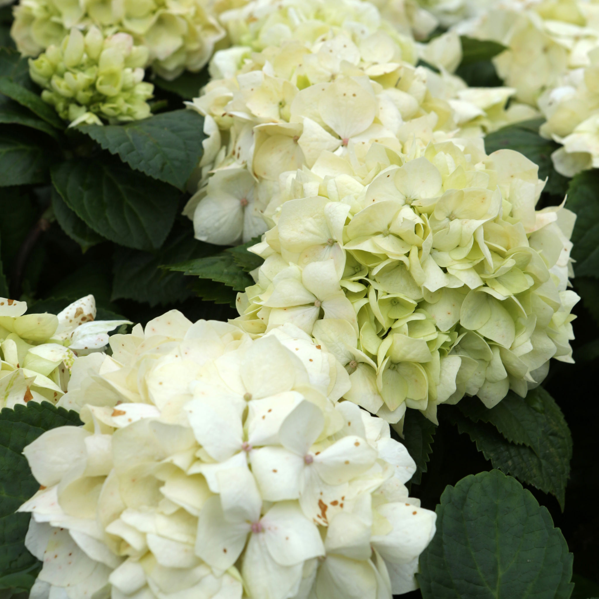 Hydrangea White - Hydrangea macrophylla White