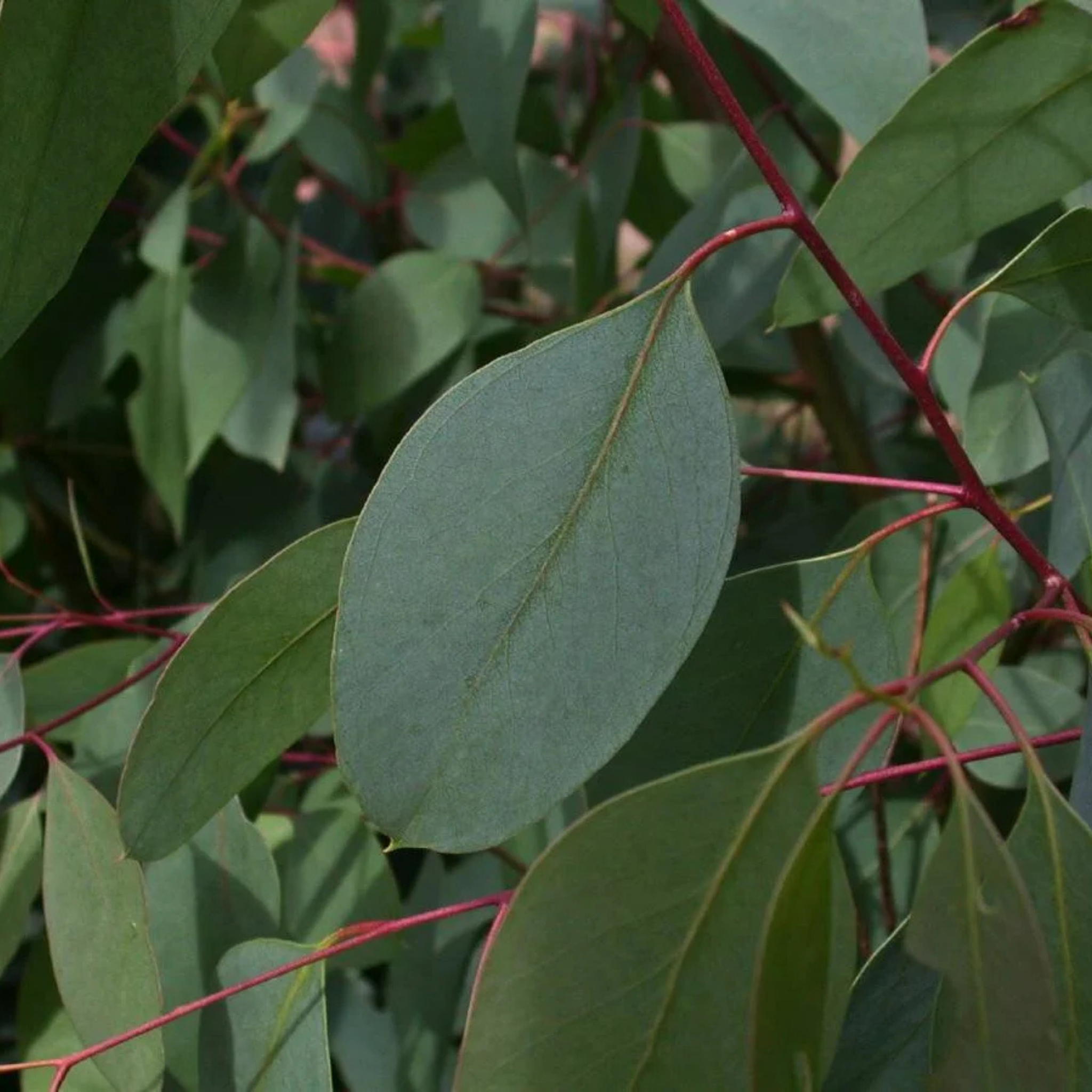 Swamp Gum / Black Gum - Eucalyptus ovata