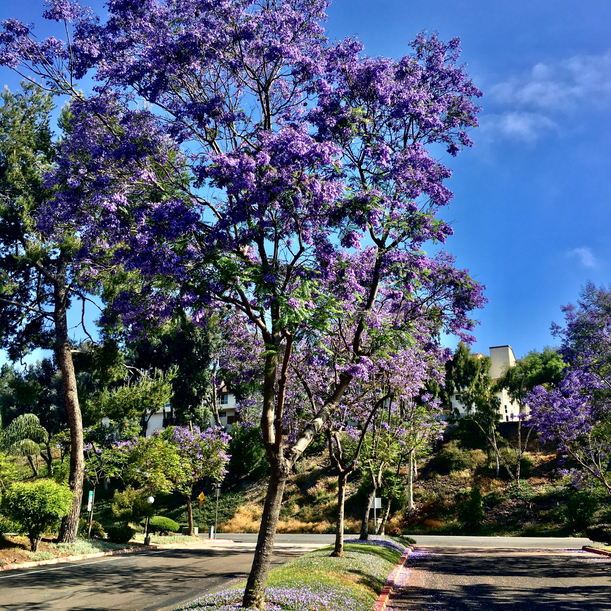 Blue Jacaranda - Jacaranda mimosifolia