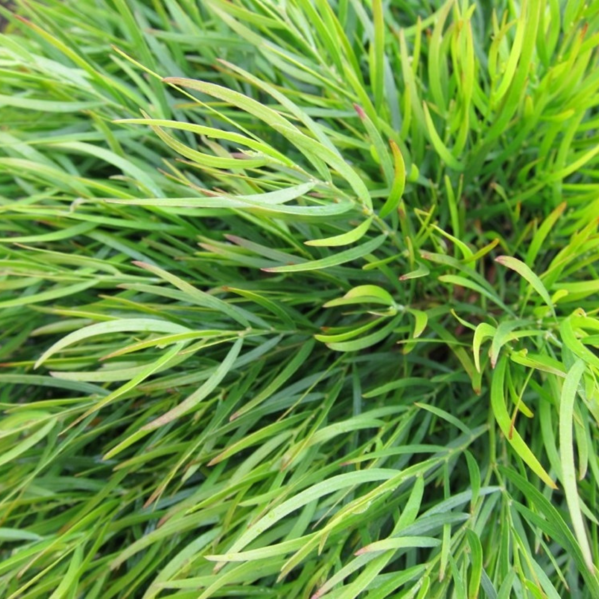 Close-up of green grass with a blurred background