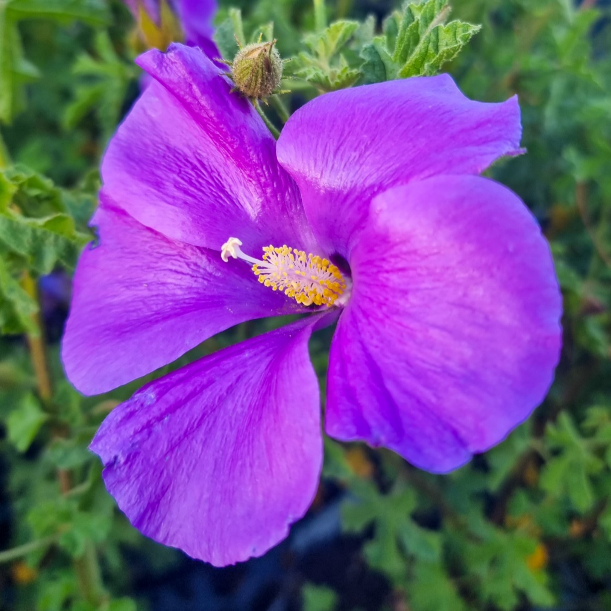 Native Hibiscus - Alyogyne huegelii 'East Coast Gem'