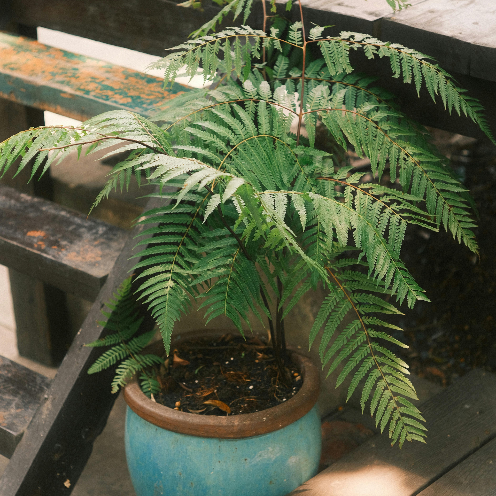 Silver Hare's Foot Fern - Humata tyermanii