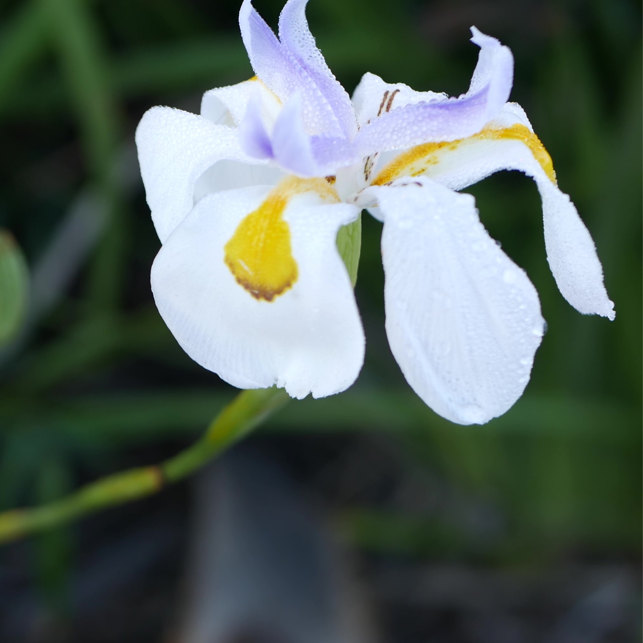 African Iris - Dietes iridioides