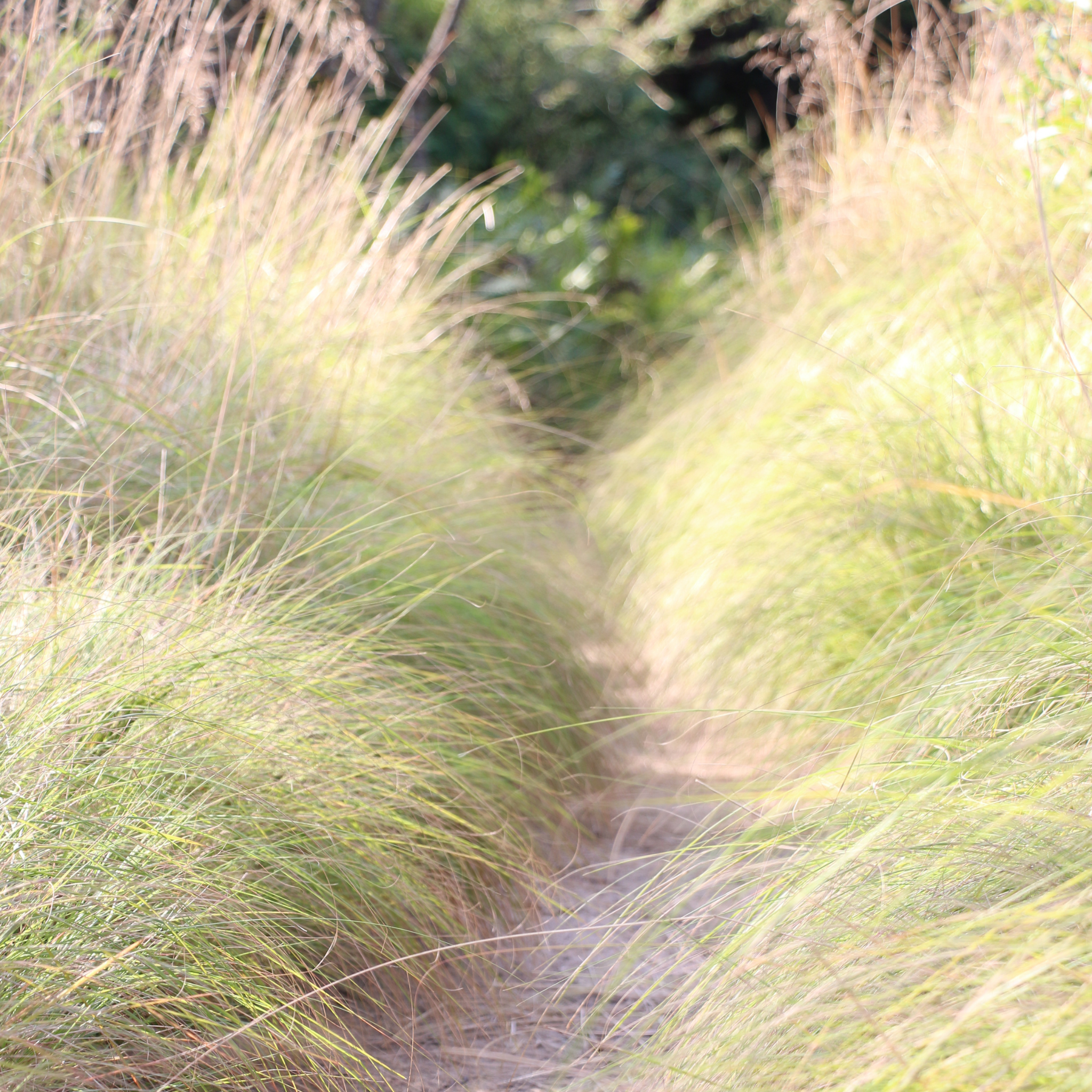 Path through tall grass with a blurred background