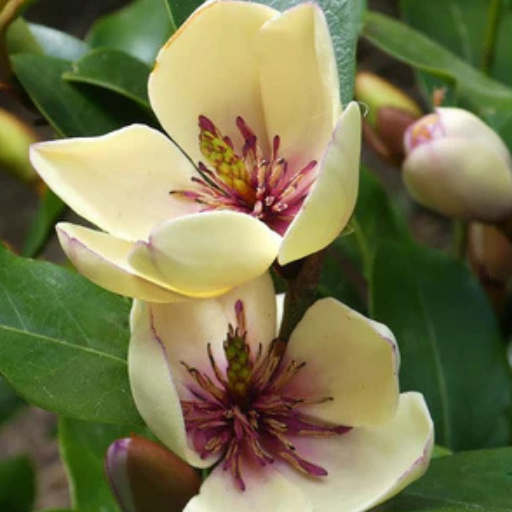 Port Wine Magnolia - Magnolia Michelia figo