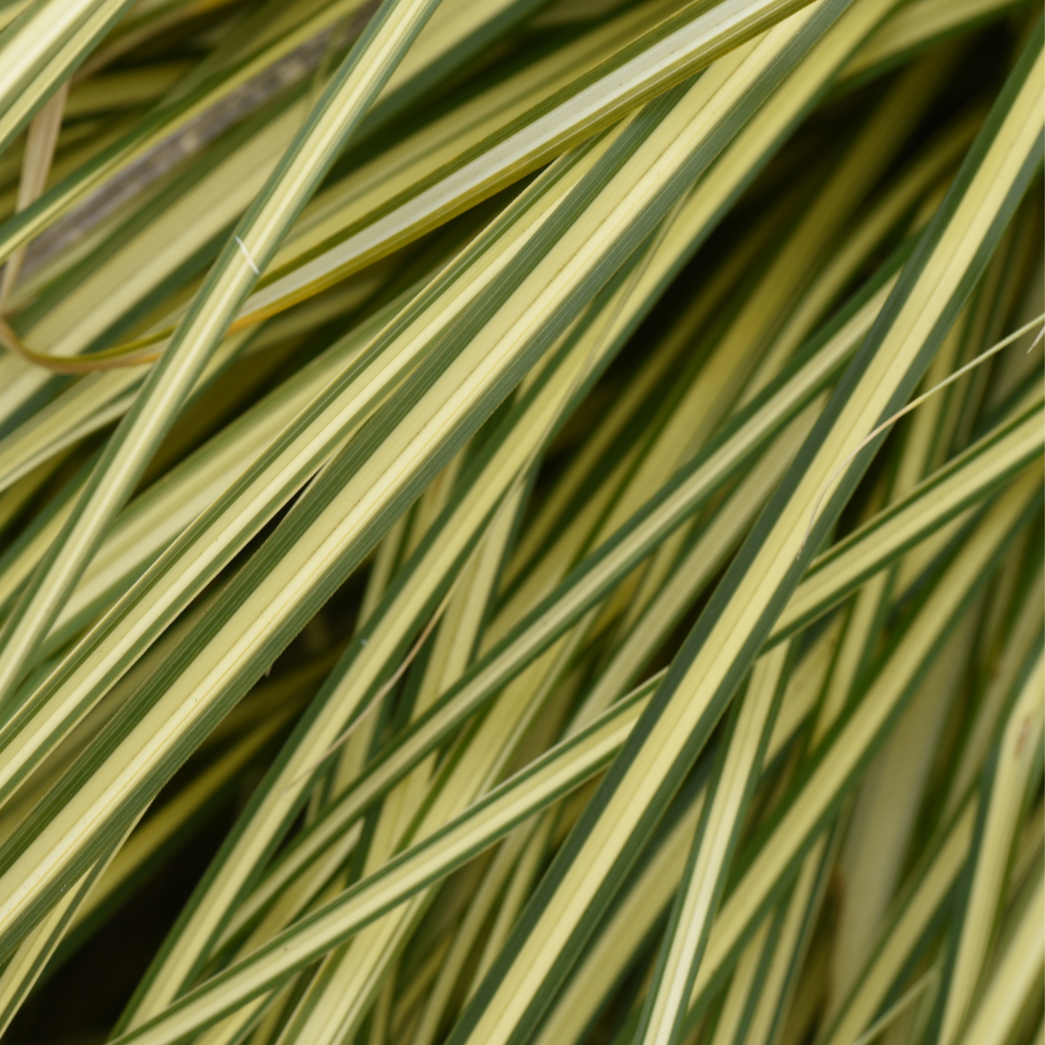 Close-up of variegated grass with green and yellow leaves