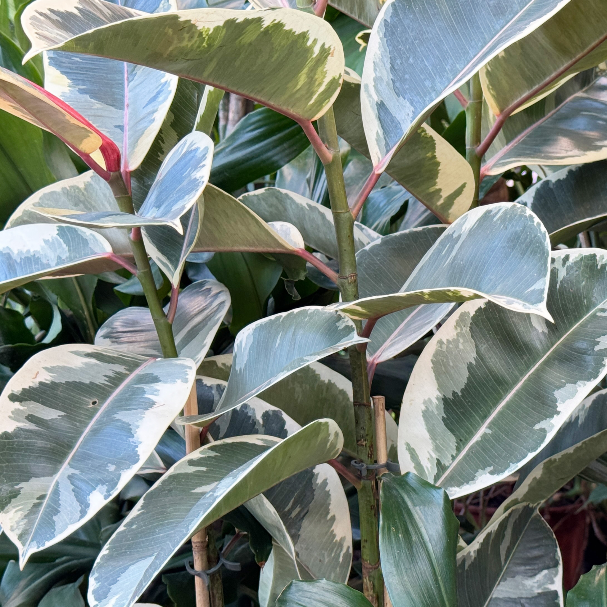 Tineke Rubber Tree Plant - Ficus elastica Tineke