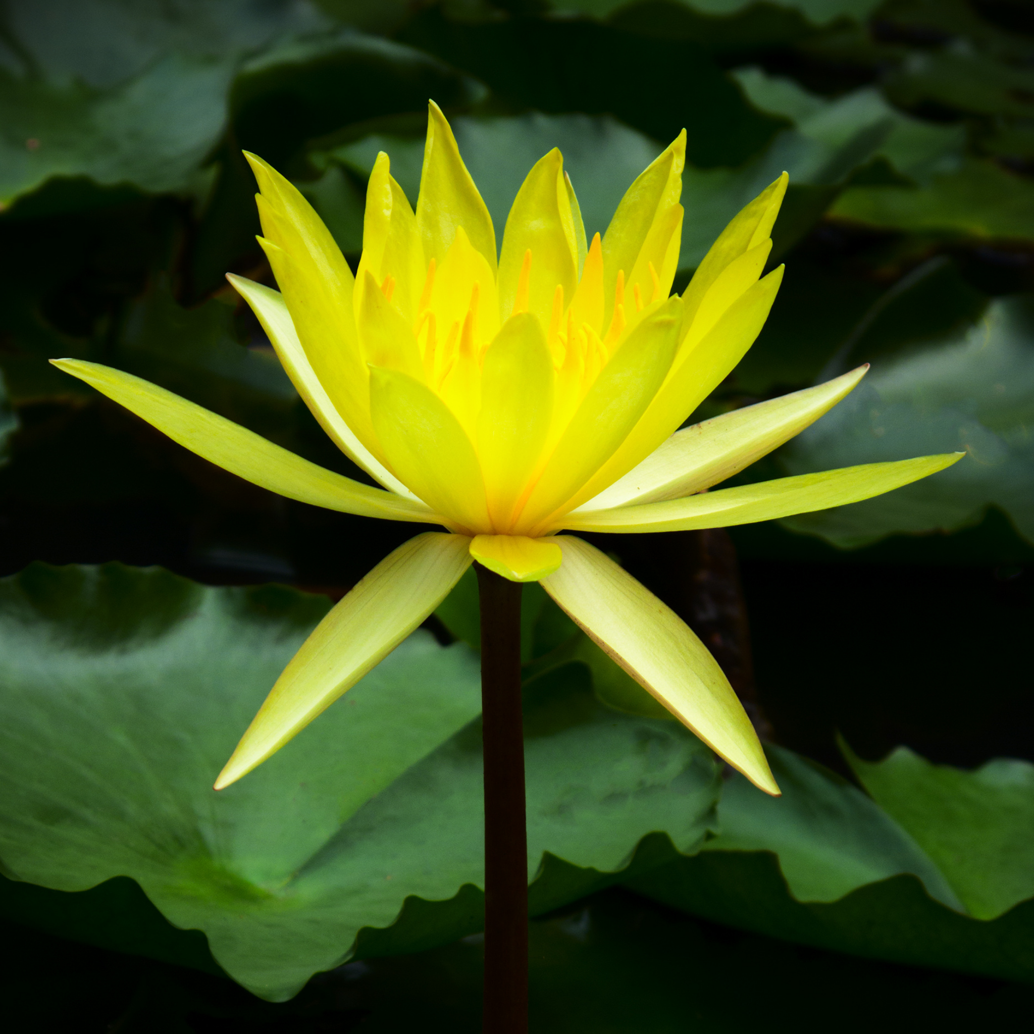 Yellow Water Lily - Nymphaea hybrida Yellow