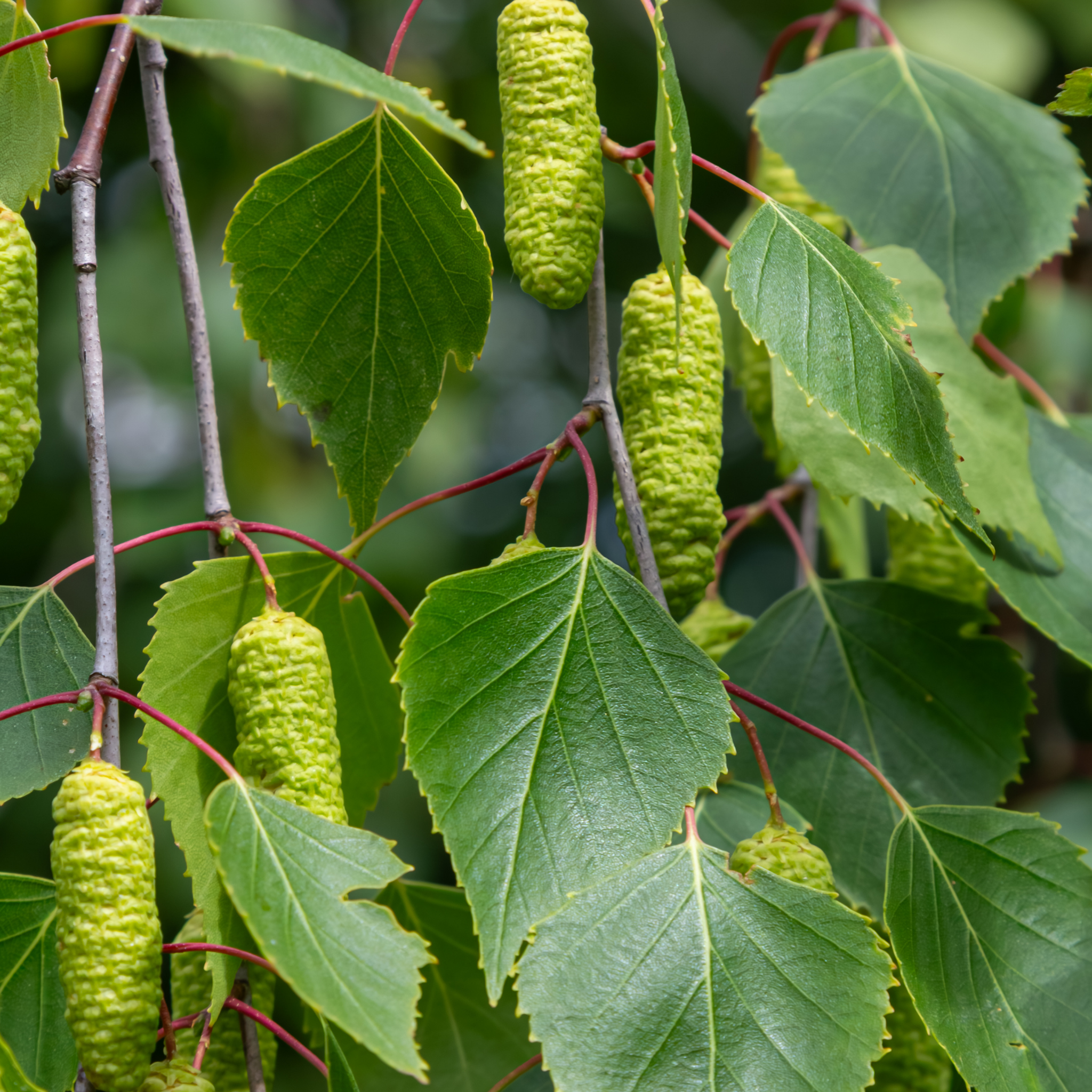 Close-up of green leaves and catkins on a tree branch