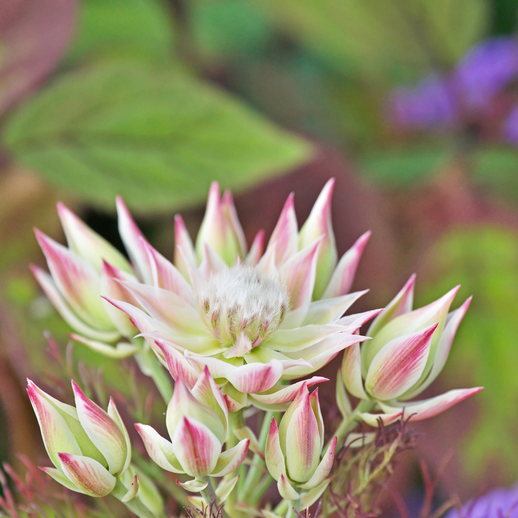 Pretty N Pink Blushing Bride - Serruria florida rosea Pretty N Pink