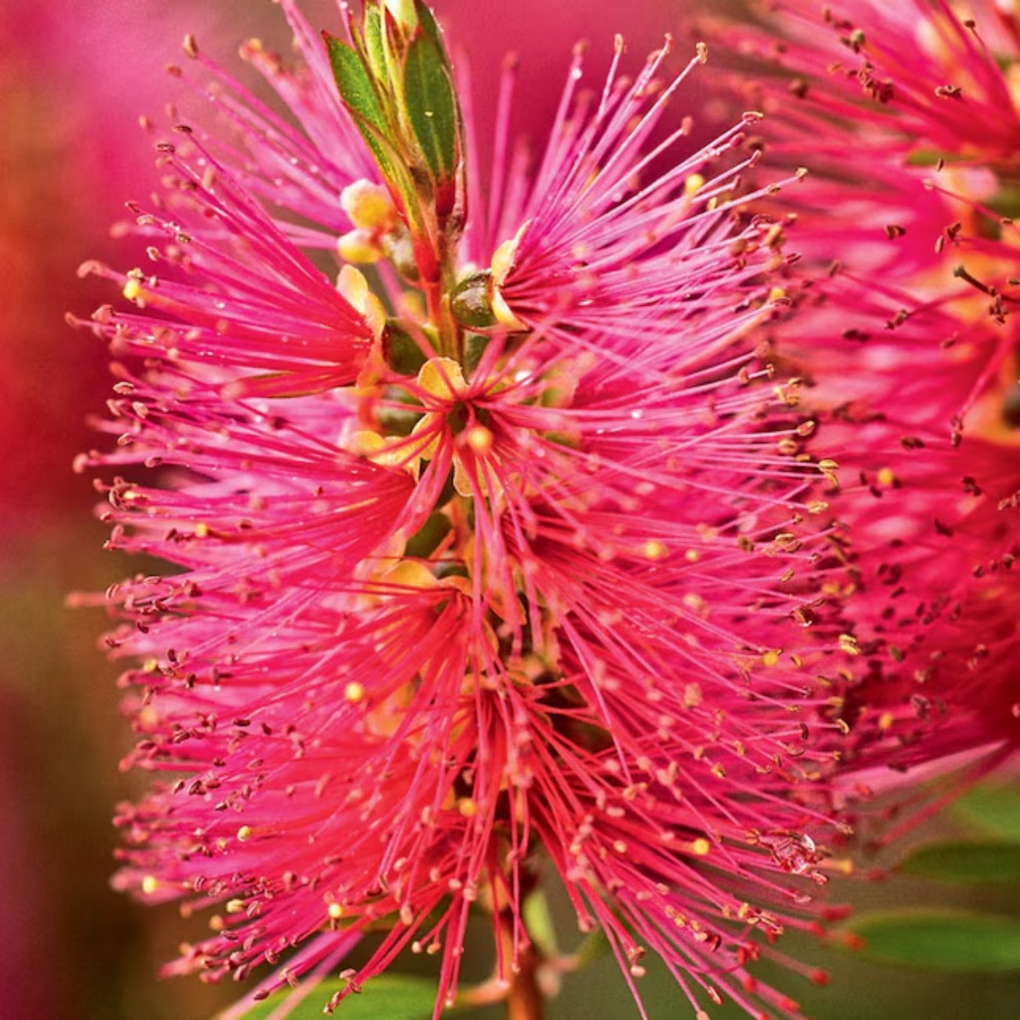Pink Bottlebrush - Callistemon hybrida 'Candy Pink'