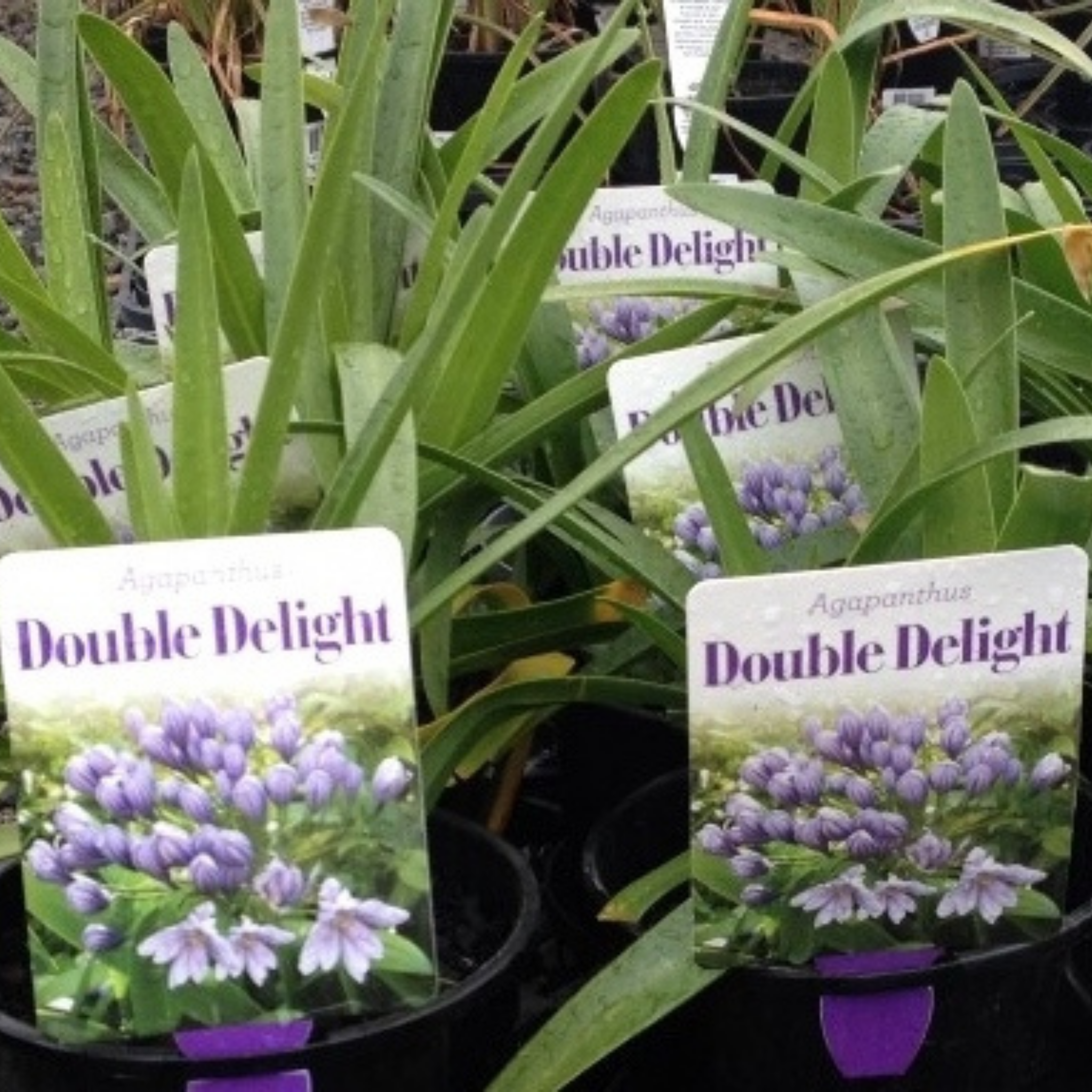 Hardy Blue Agapanthus praecox ‘Double Delight’ - Lily of the Nile, African Lily