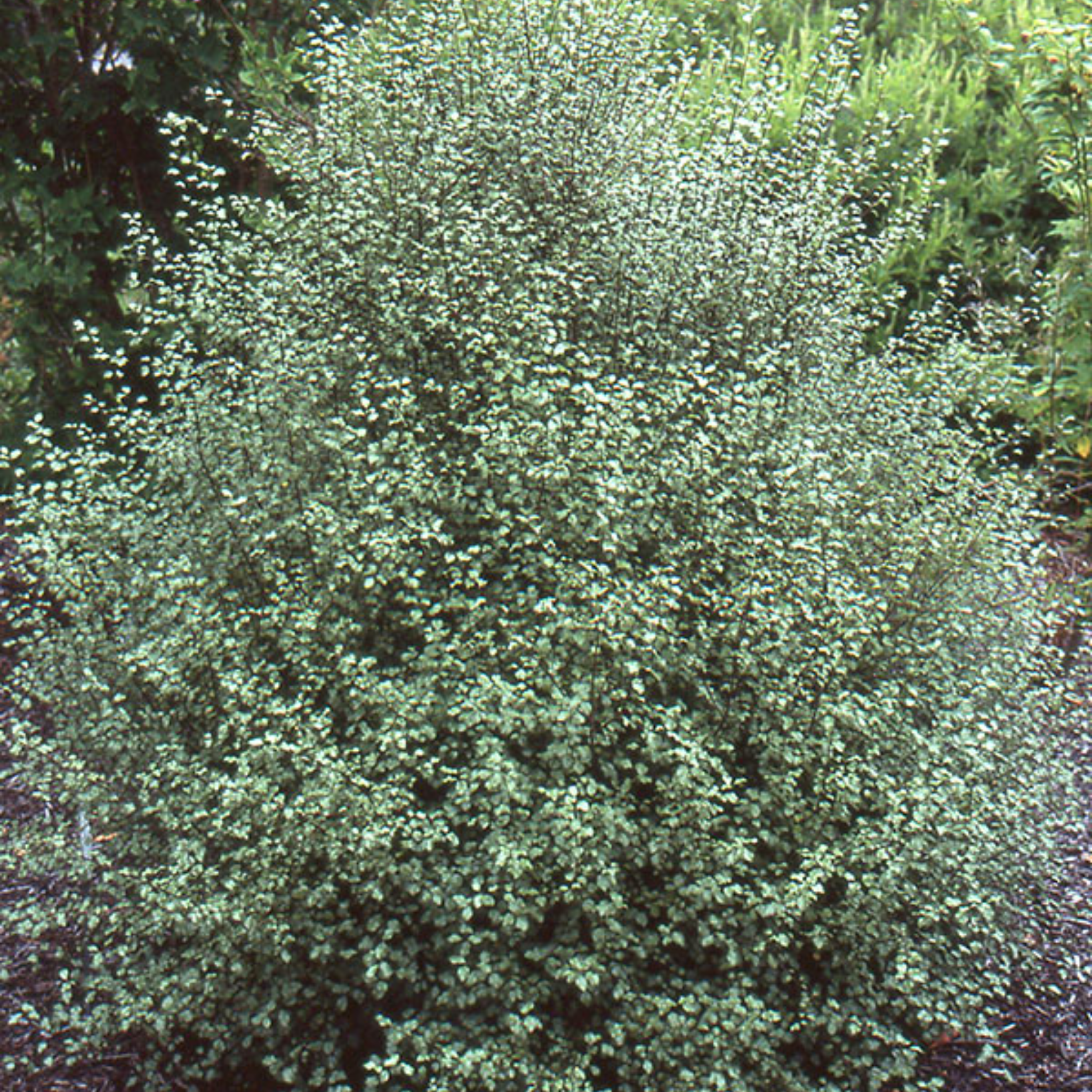 Green shrub with a dense foliage in a natural setting