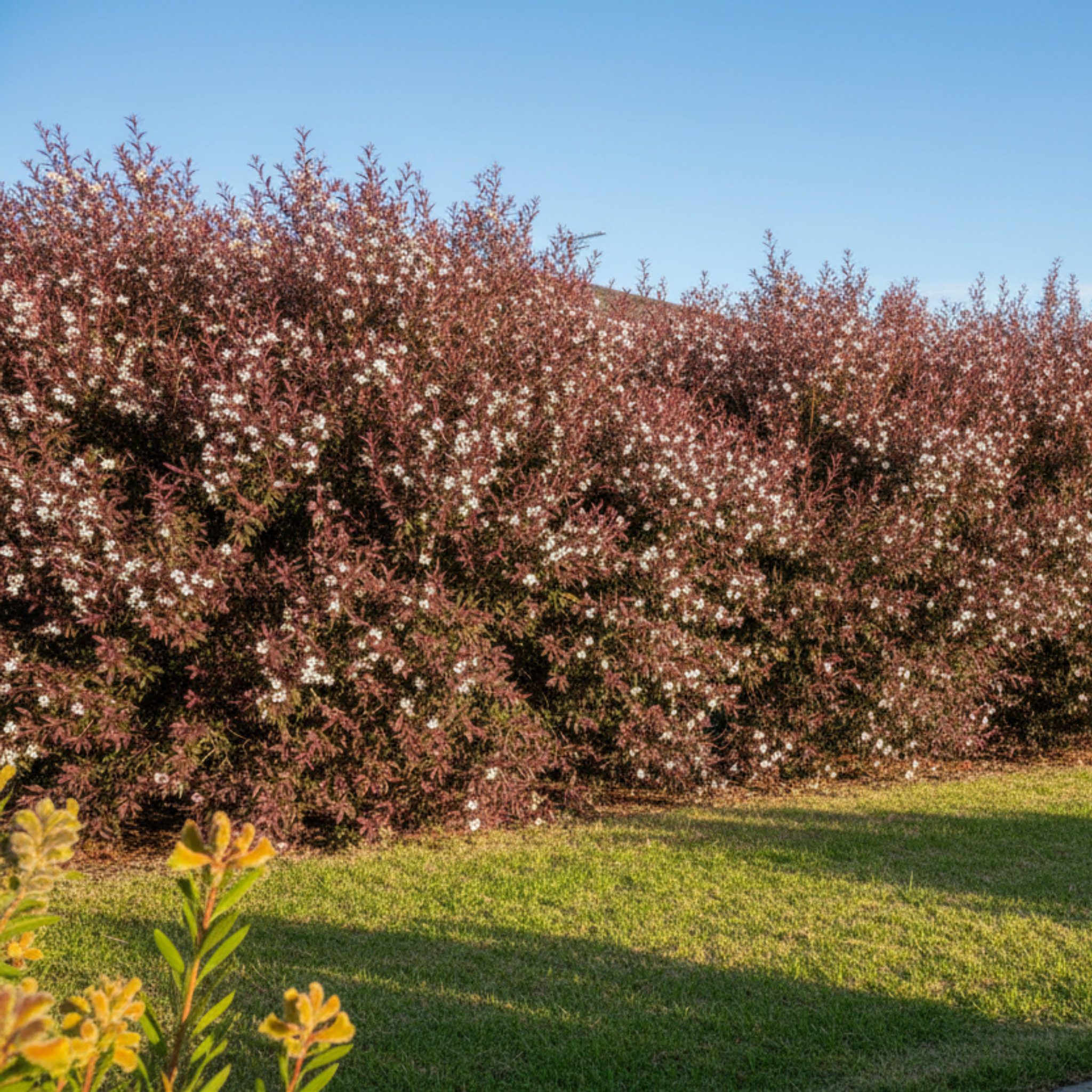 Burgundy Tea Tree - Leptospermum morrisonii
