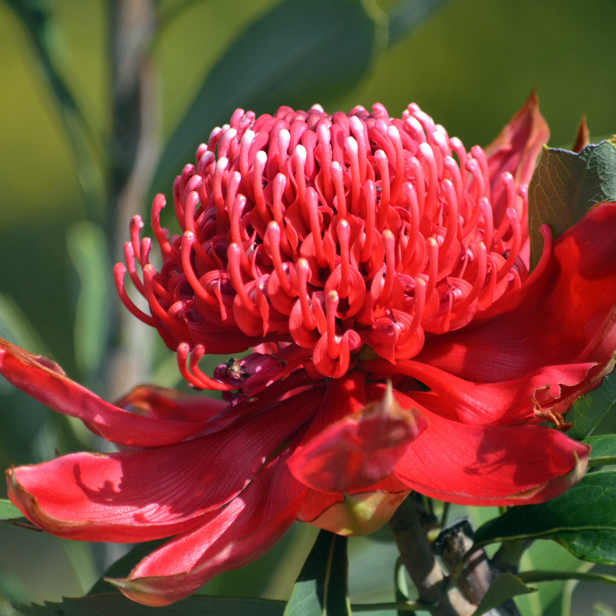 Waratah Shady Lady Red - Telopea speciosissima oreade Shady Lady Red