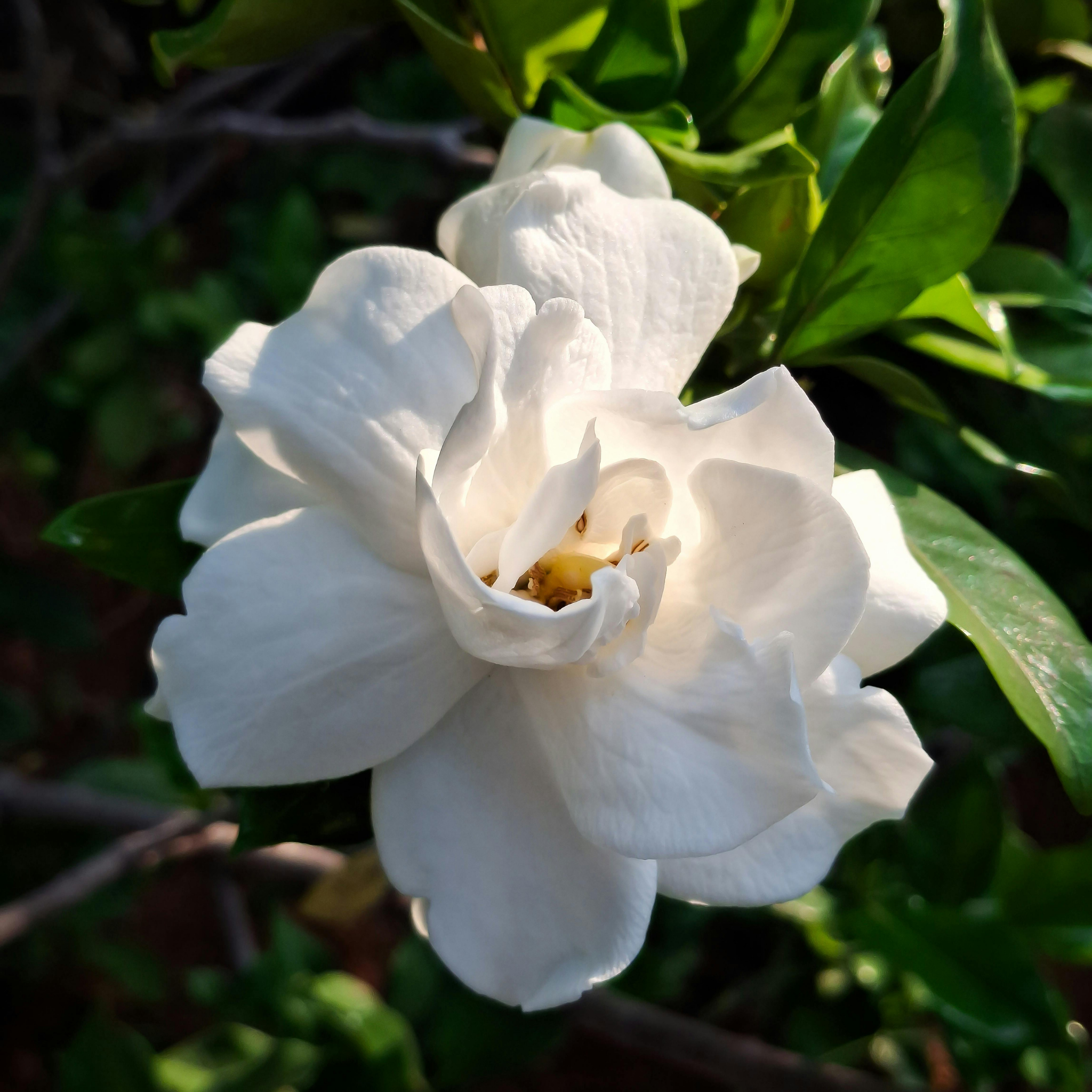 Fragrant Gardenia augusta Professor Pucci - Gardenia augusta Professor Pucci