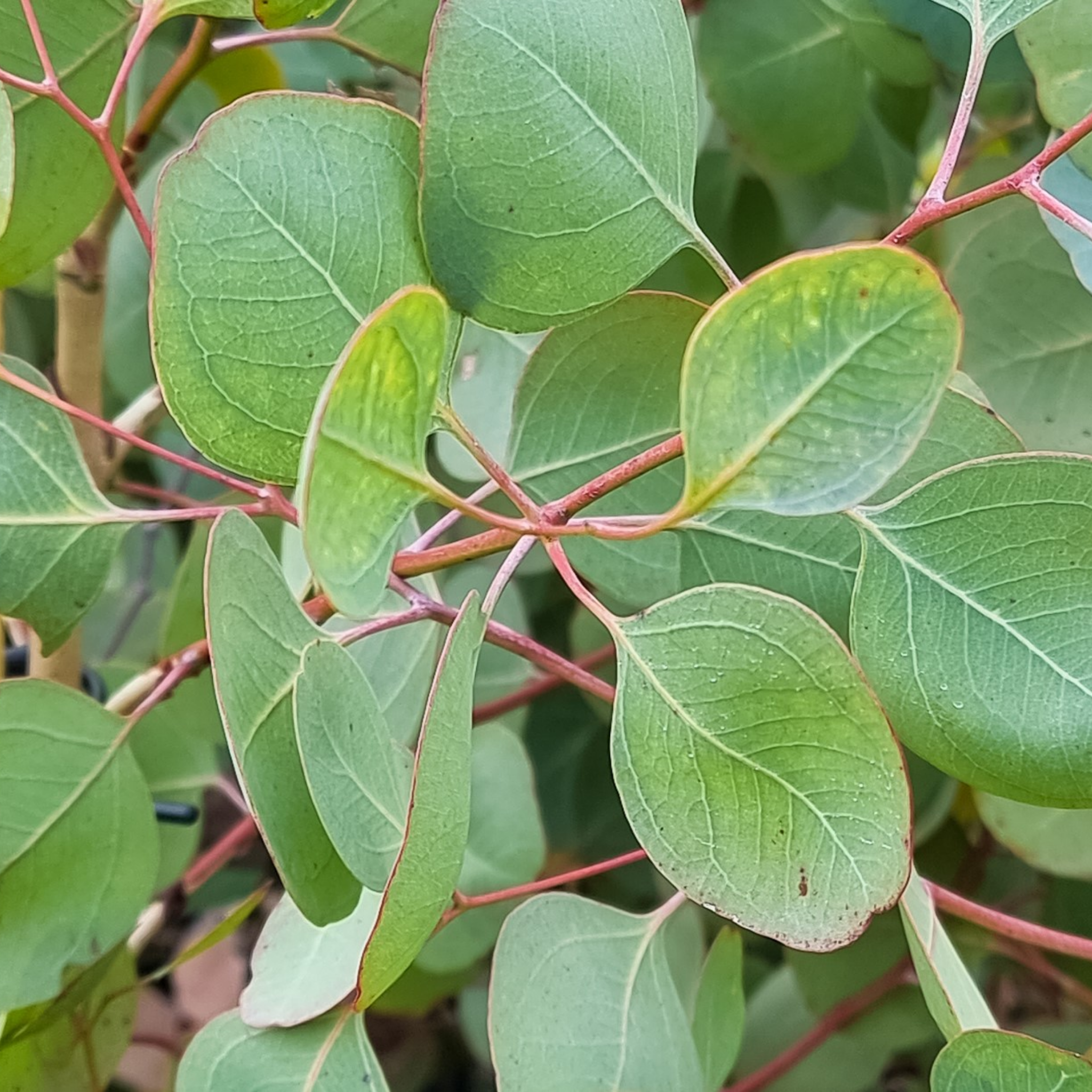 Eucalyptus Red Box Gum - Eucalyptus polyanthemos