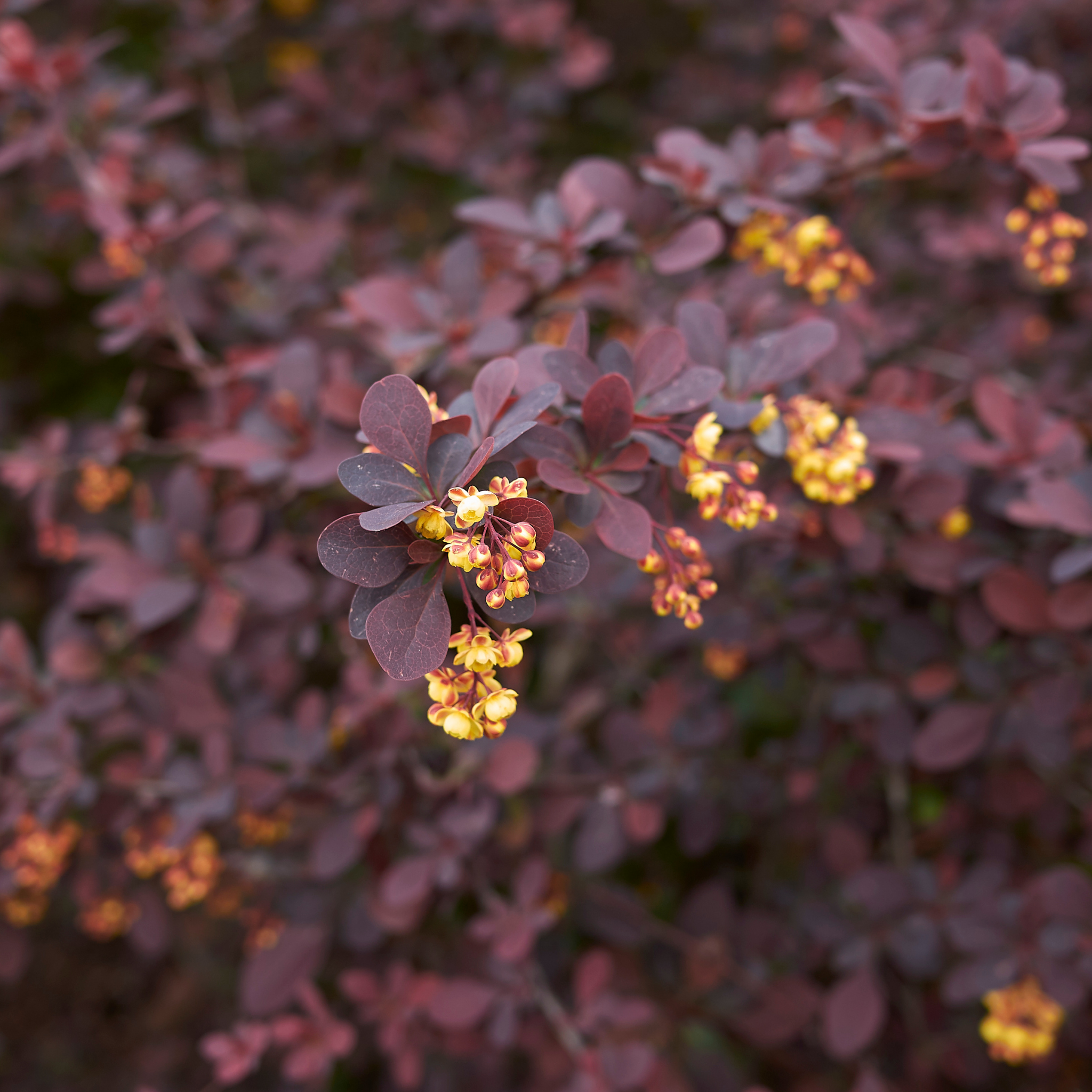 Purple Japanese Barberry - Berberis thunbergii atropurpurea