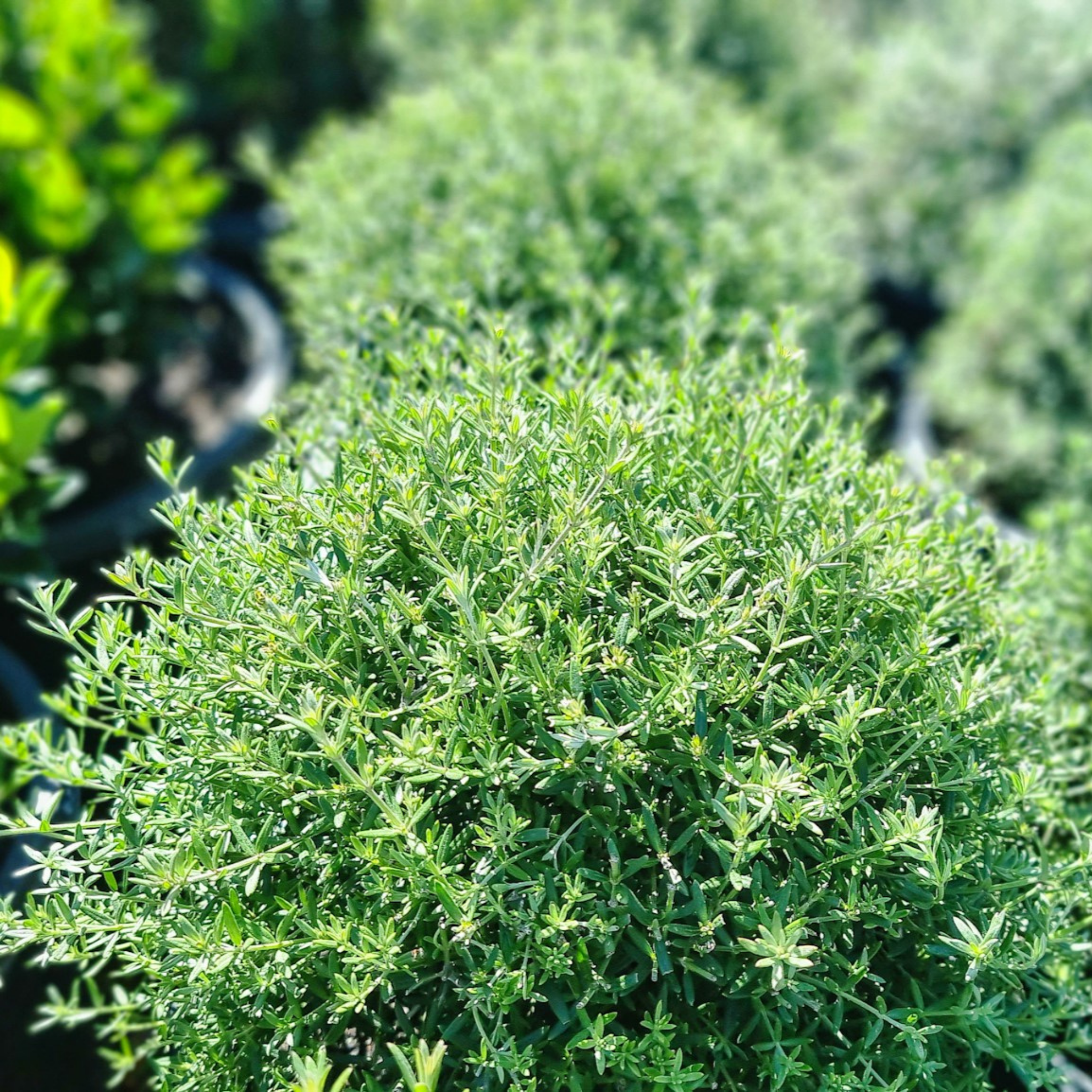 Coastal Rosemary Wynyabbie Gem - Westringia fruticosa Wynyabbie Gem