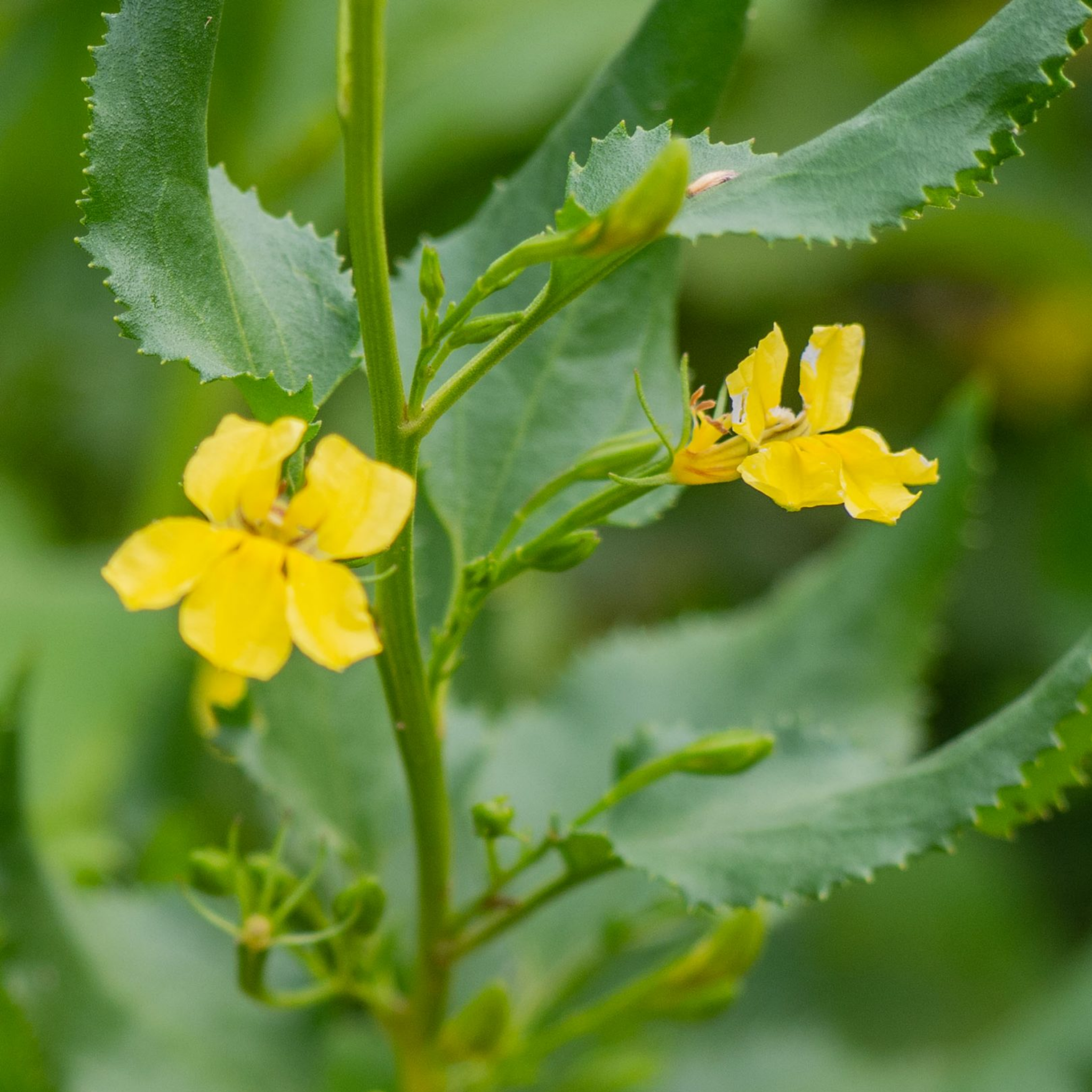 Hop Goodenia - Goodenia ovata